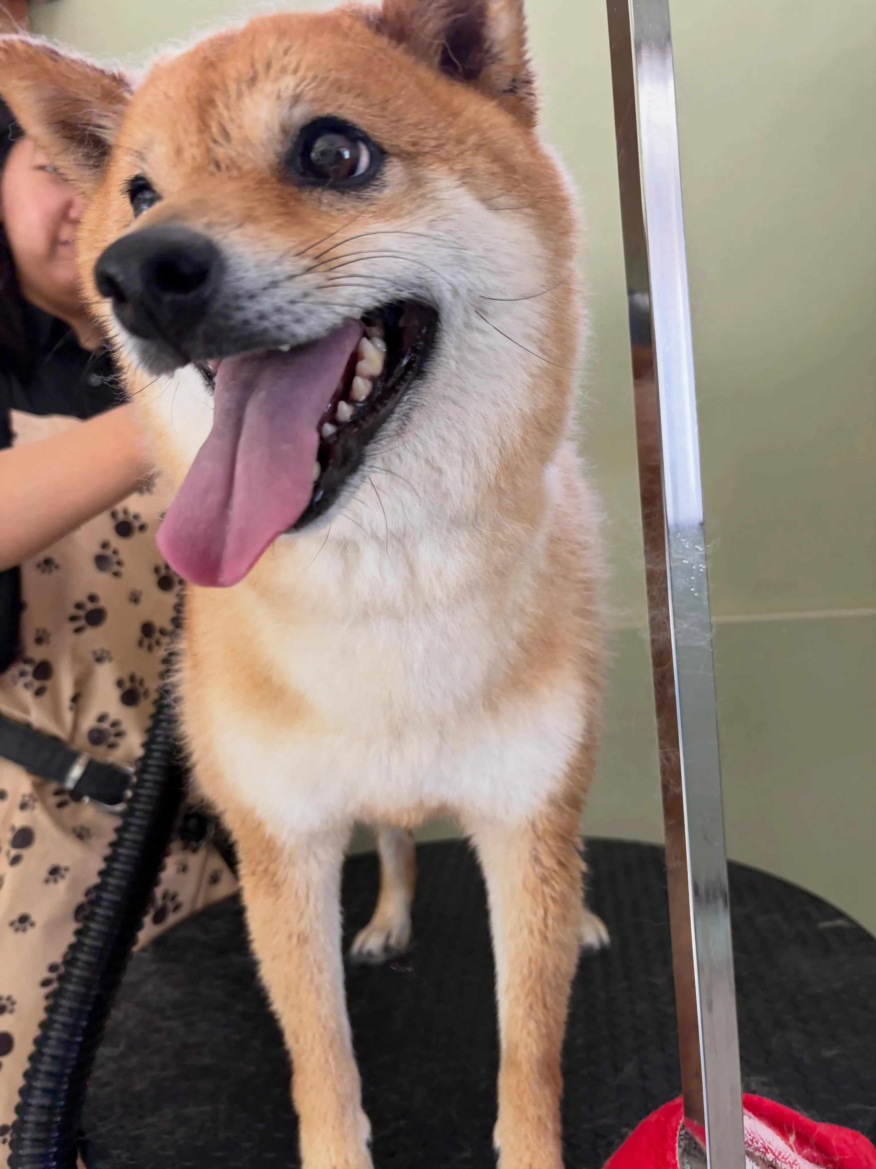 トリミングのセットメニューをご利用頂いたわんこたち🐾