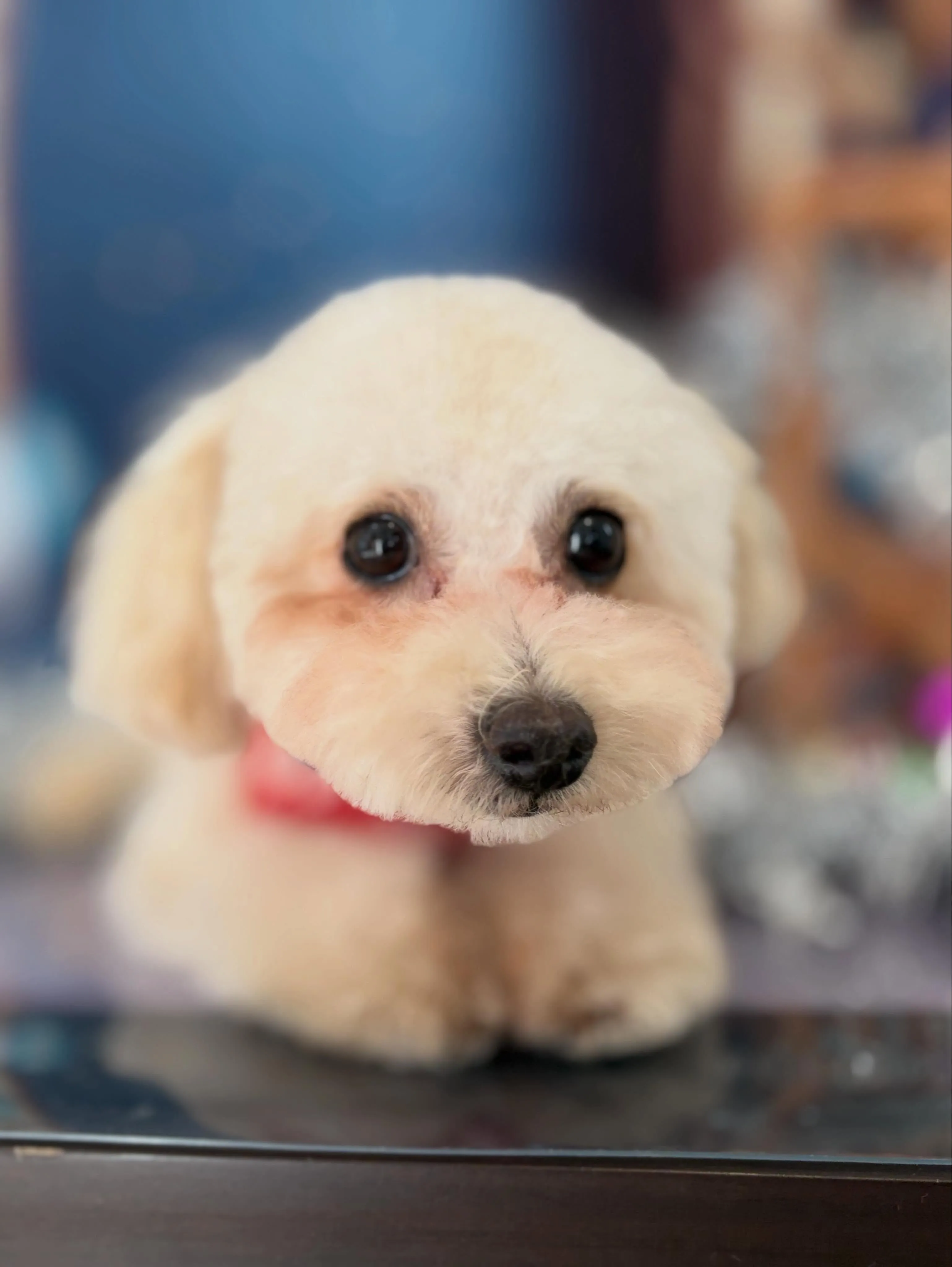 トリミングのセットメニューをご利用頂いたわんこたち🐾