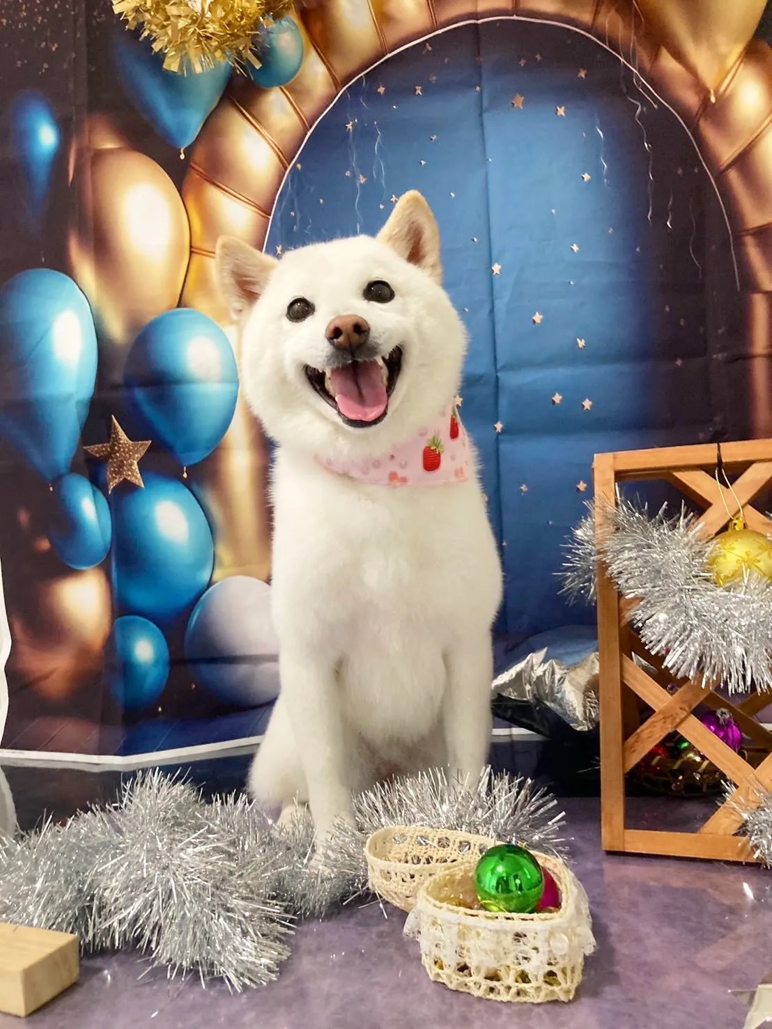 トリミングのセットメニューをご利用頂いたわんこたち🐾