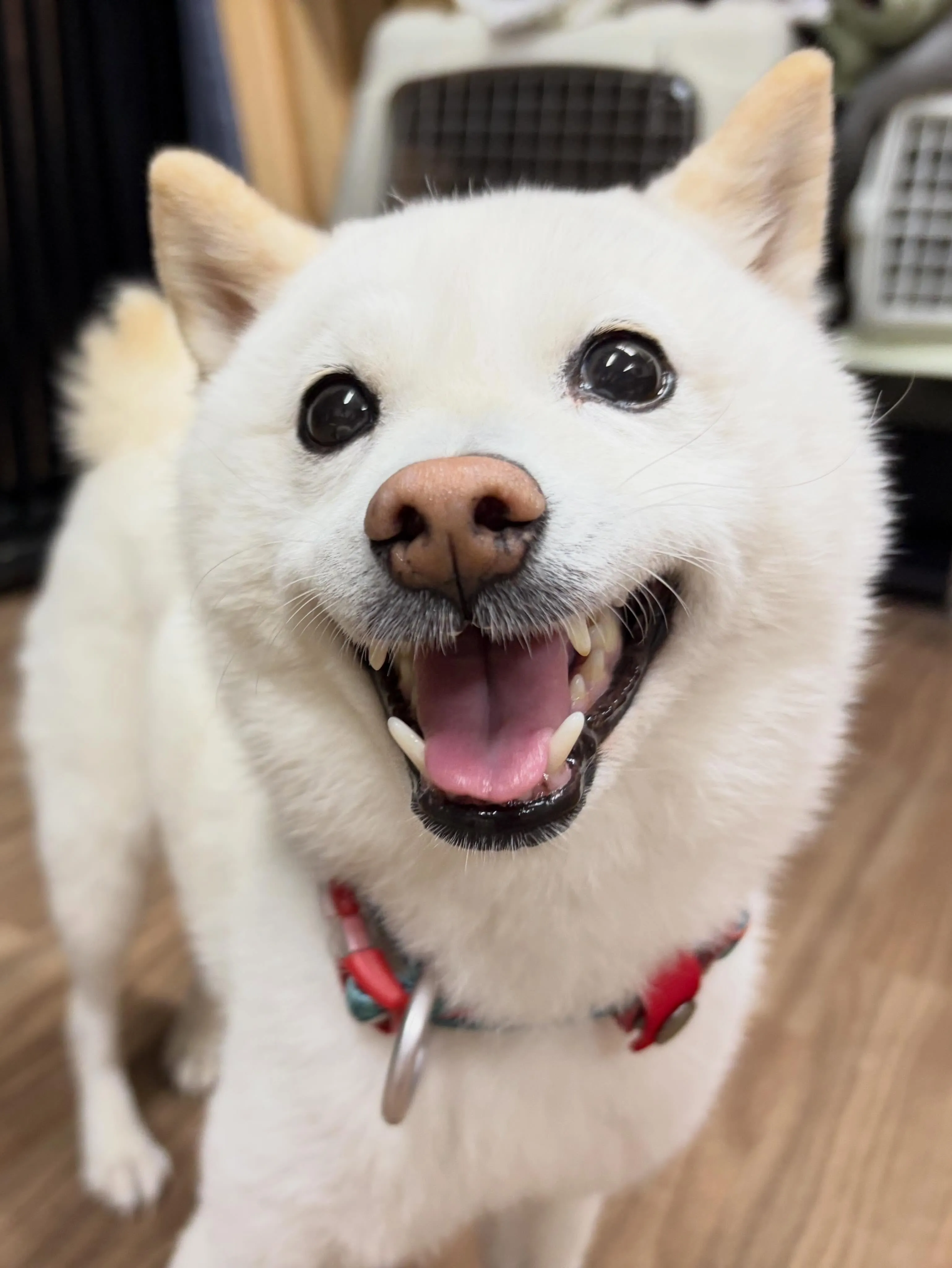 トリミングのセットメニューをご利用頂いたわんこたち🐾