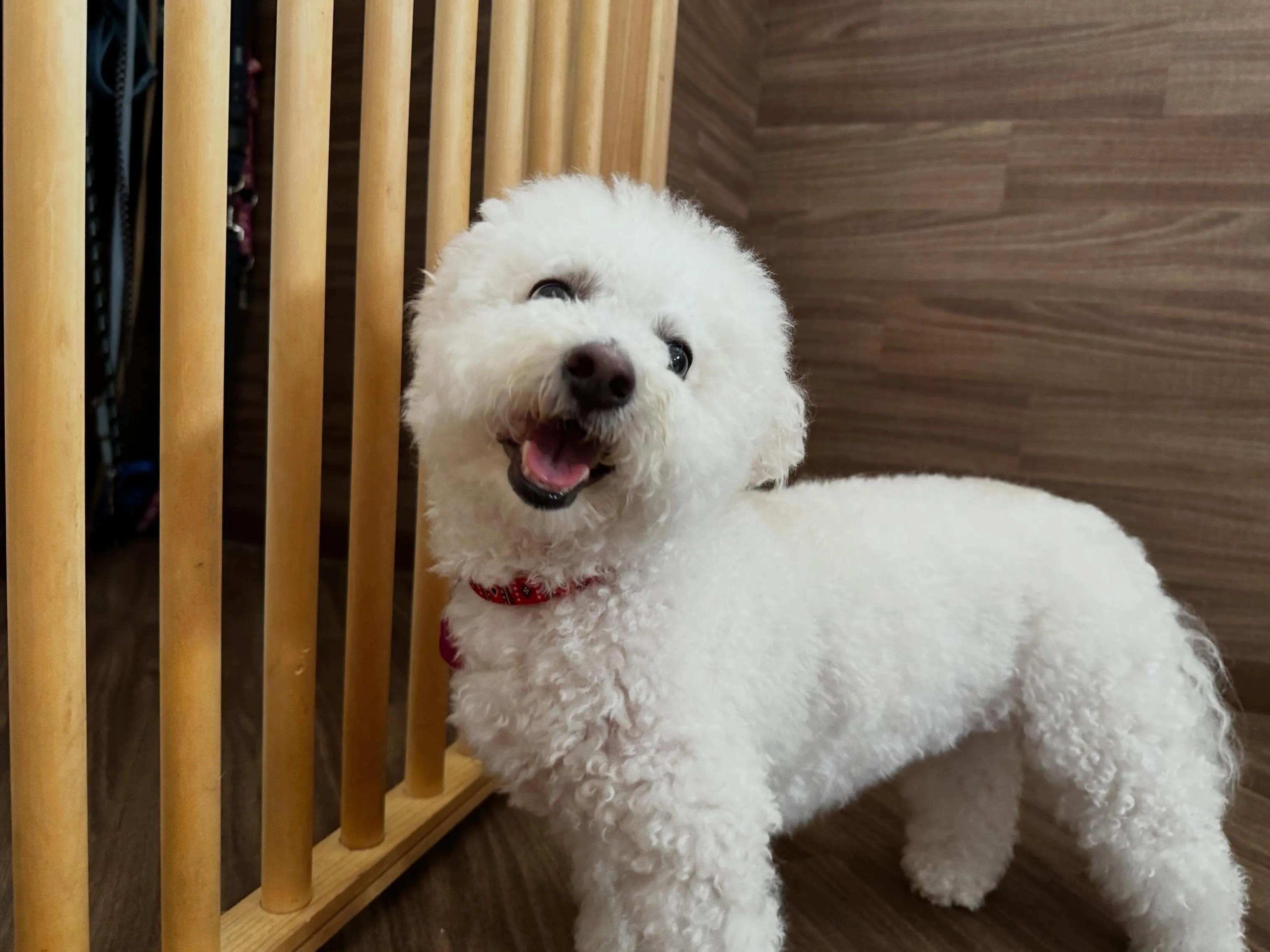 入会してくれたキャンディちゃんです💕