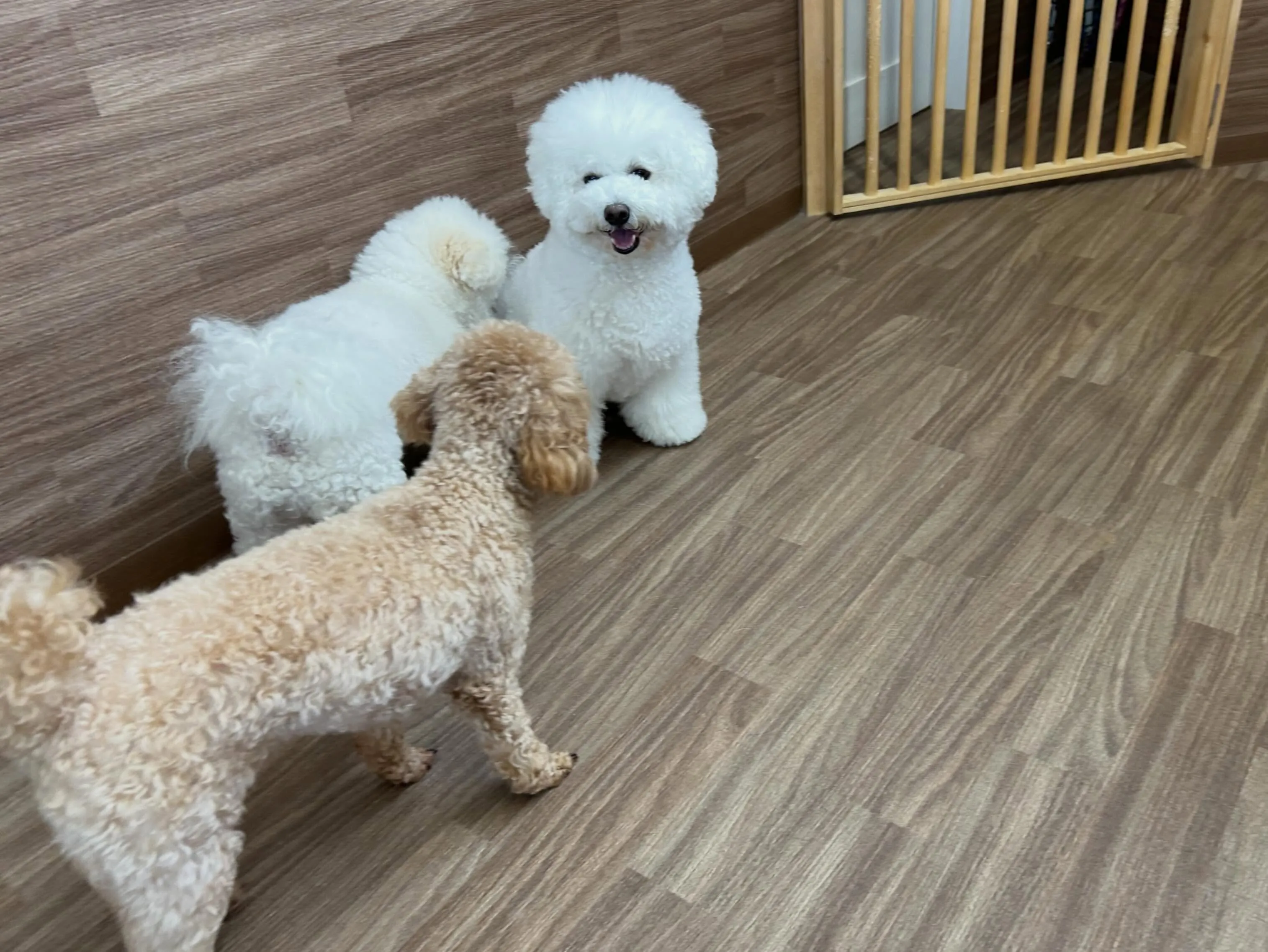 入会してくれたキャンディちゃんです💕