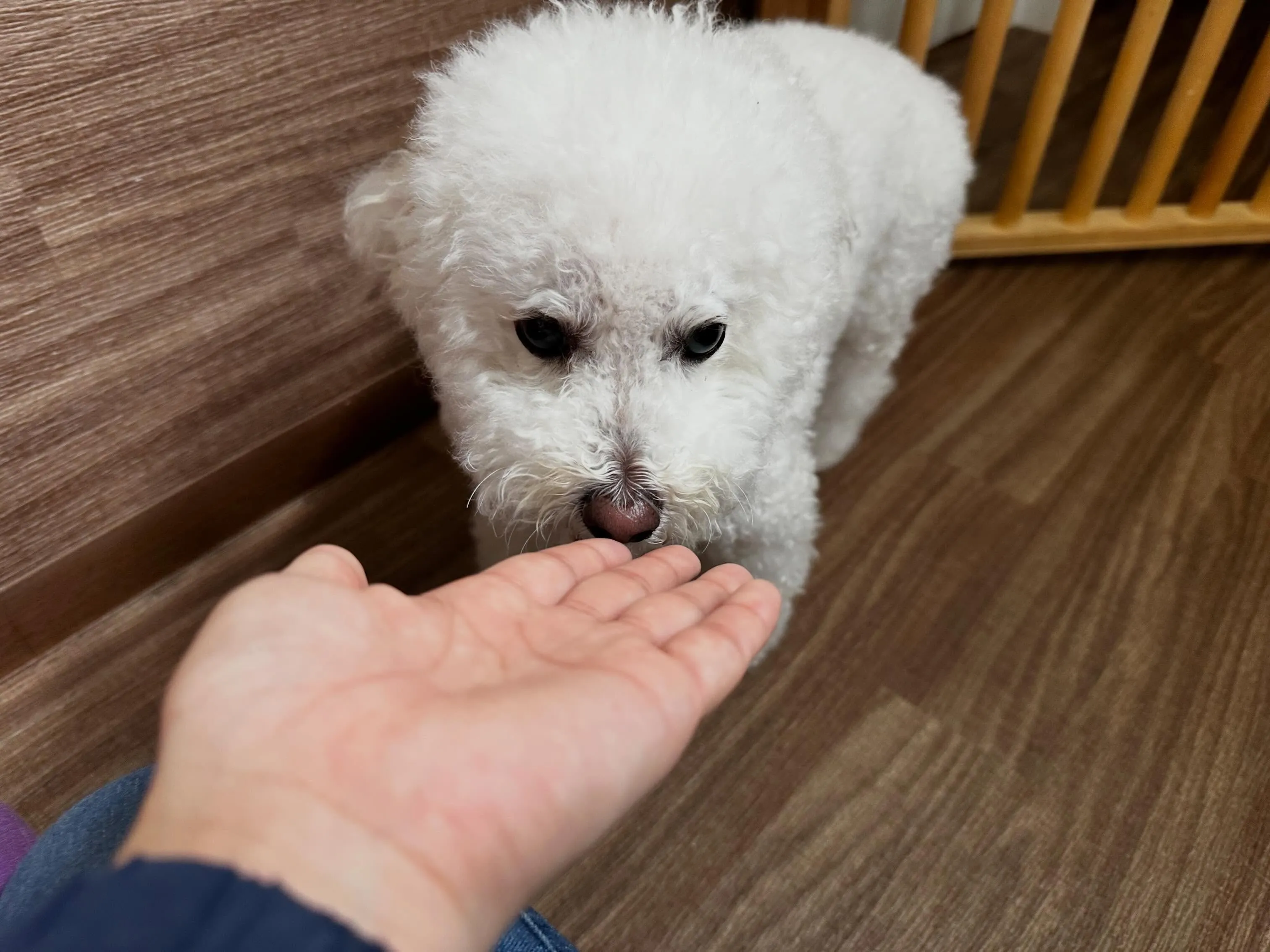 入会してくれたキャンディちゃんです💕