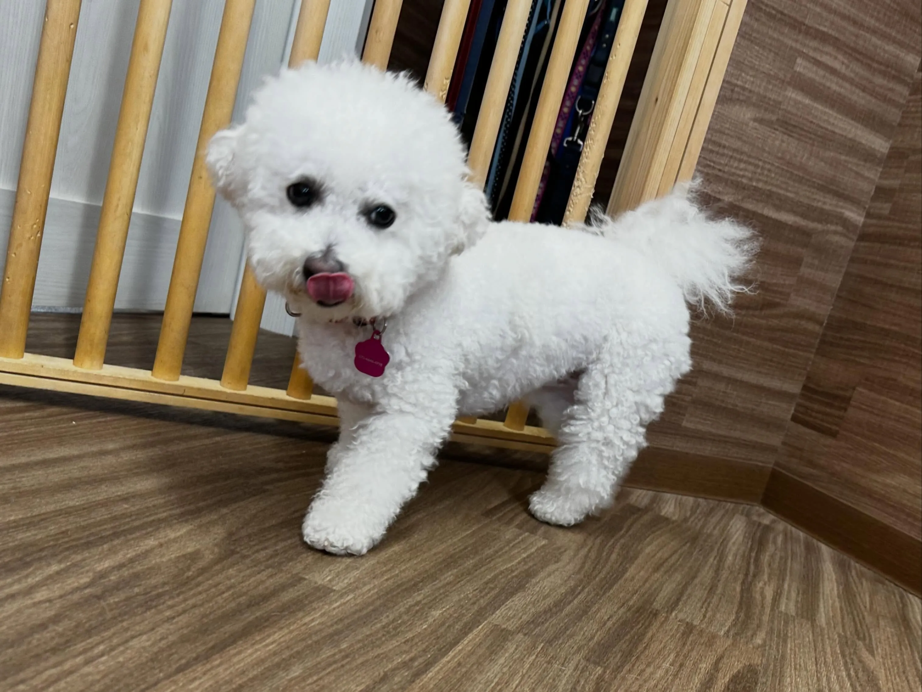 入会してくれたキャンディちゃんです💕