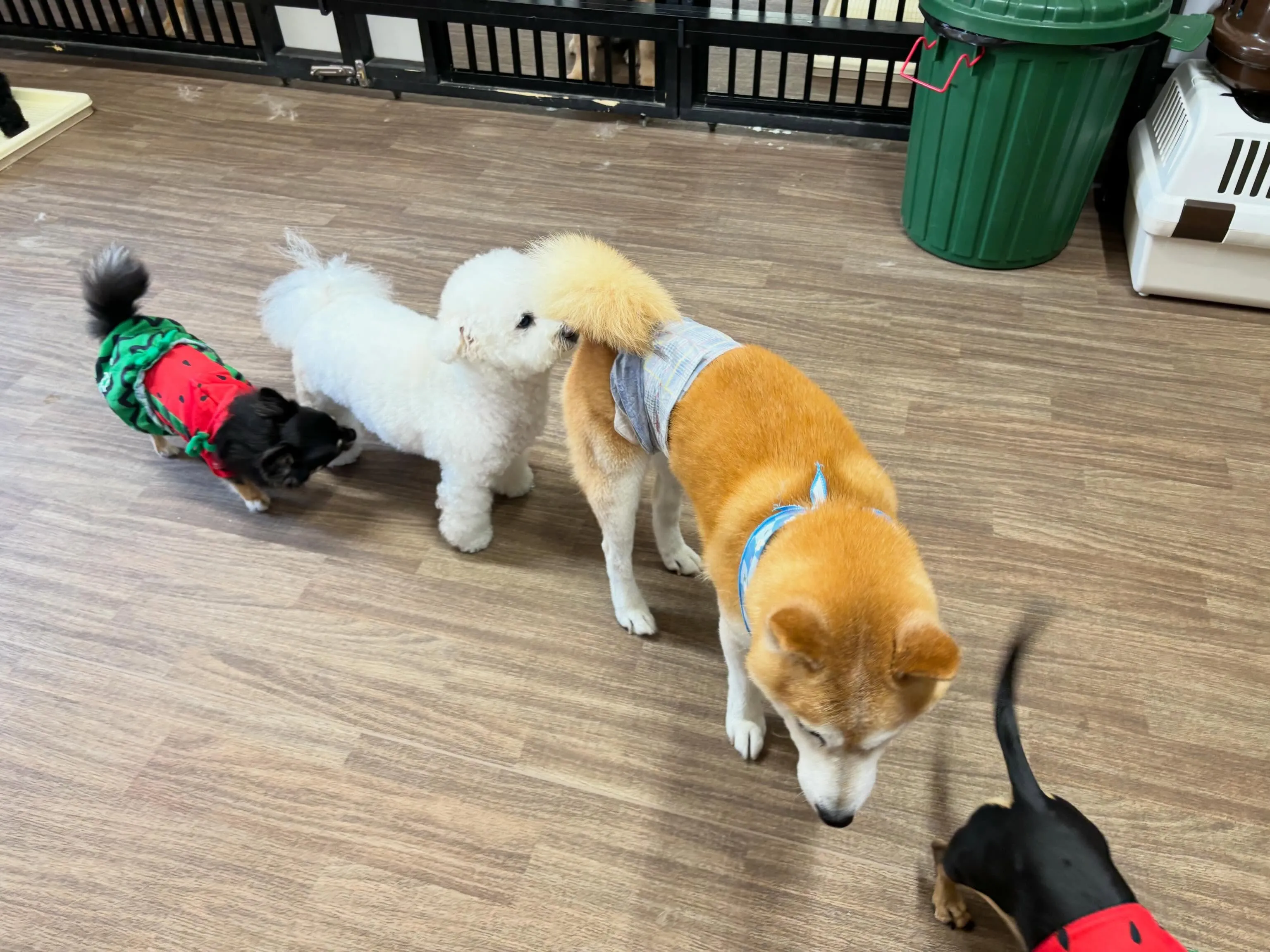 入会してくれたキャンディちゃんです💕