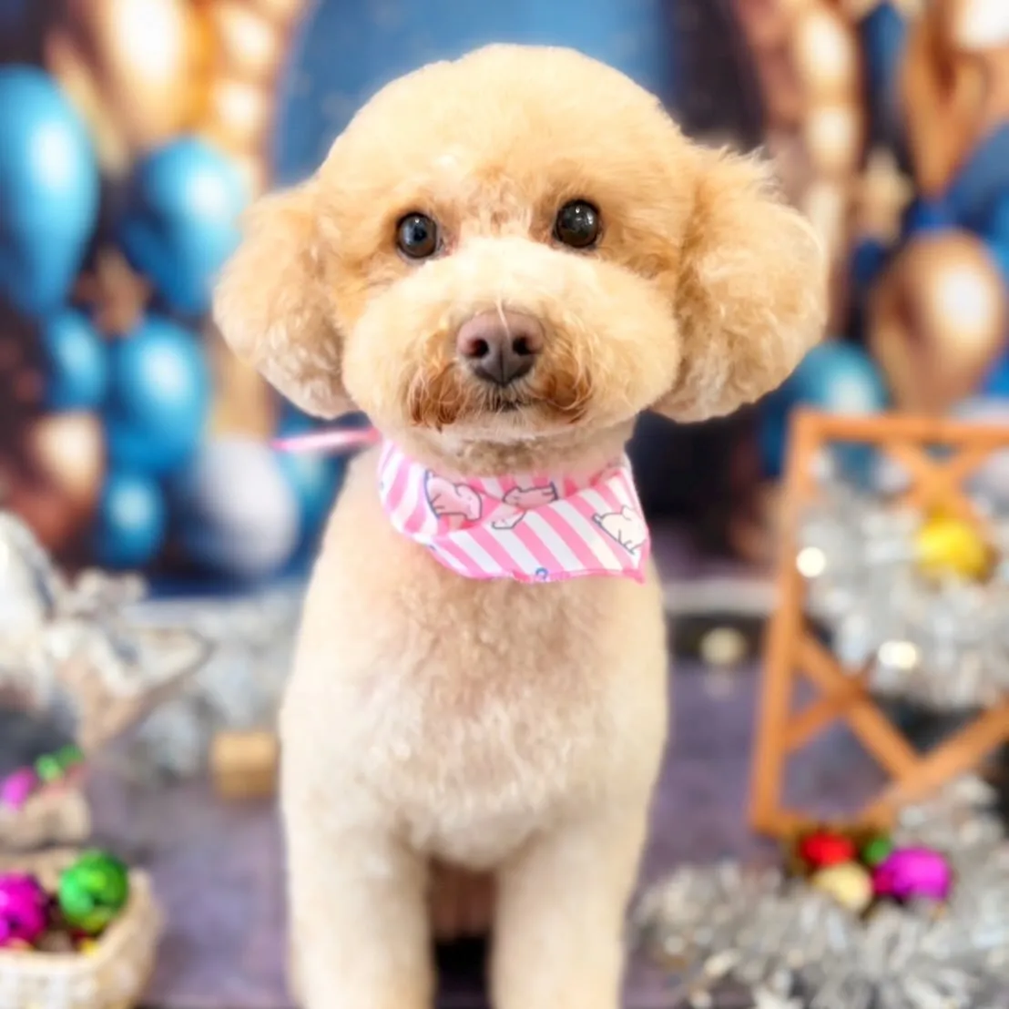 トリミングのセットメニューをご利用頂いたわんこたちです🌟