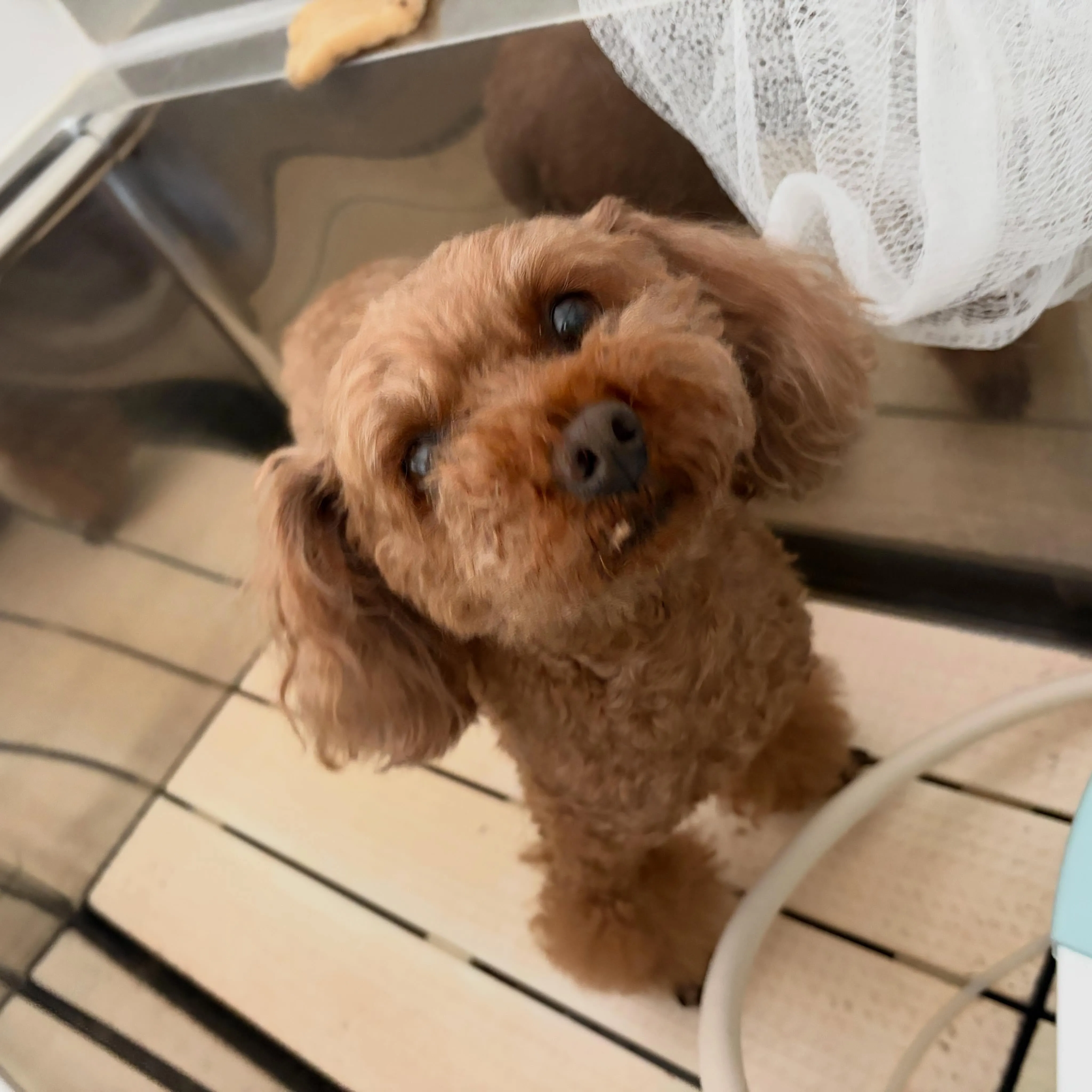 トリミングのセットメニューをご利用頂いたわんこたちです🌟