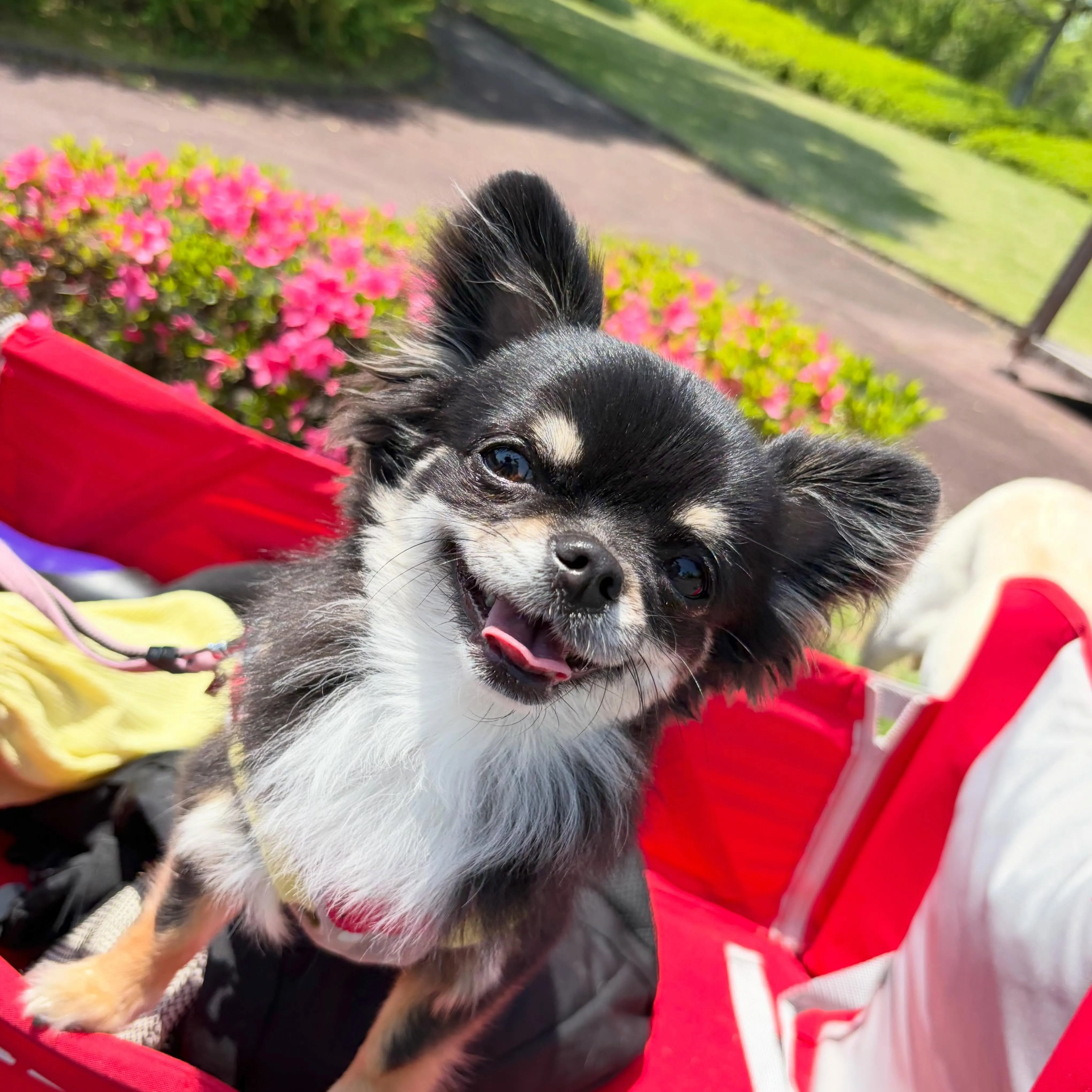 5/13に開催していたミッションクリアで全員おでかけ連れてい...