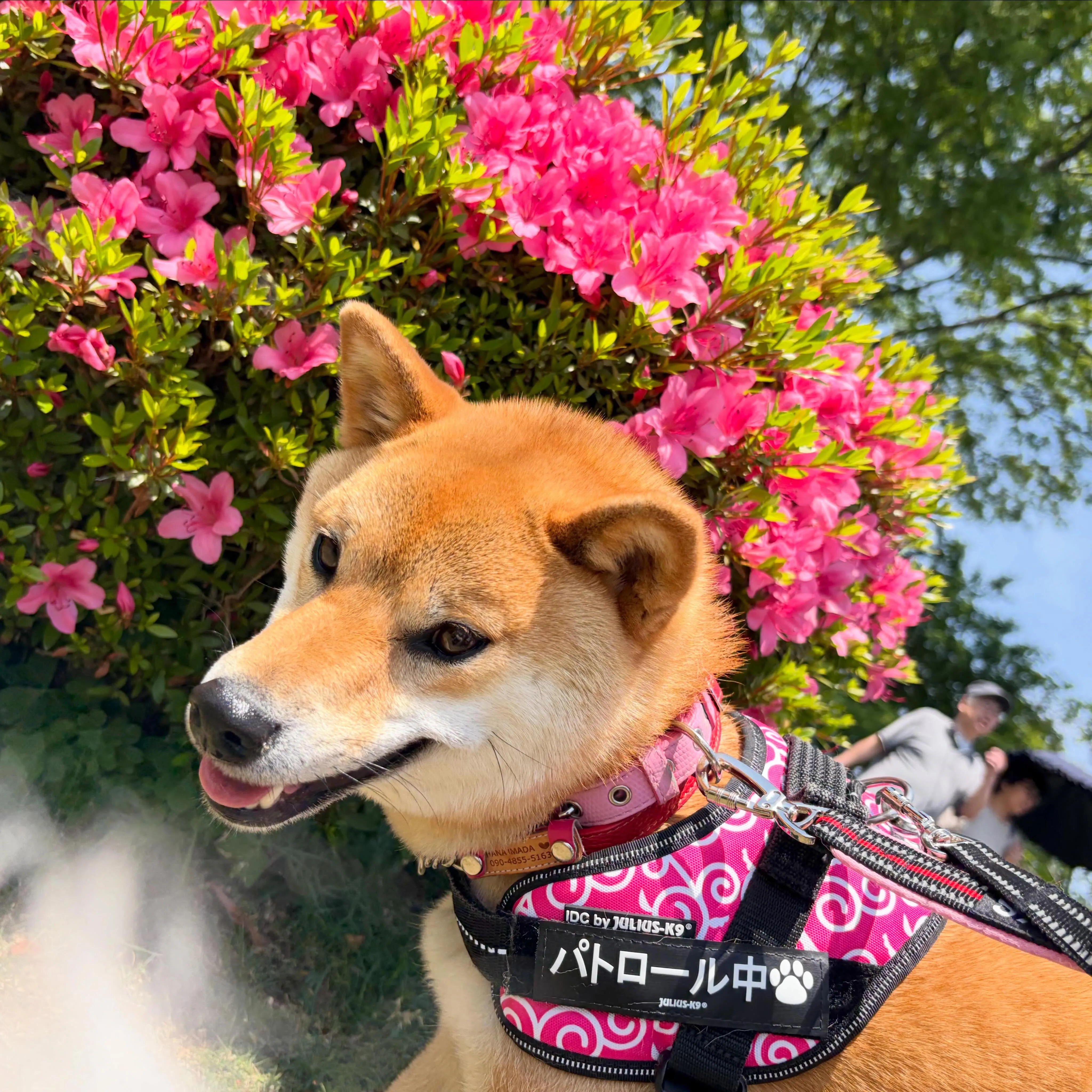 5/13に開催していたミッションクリアで全員おでかけ連れてい...