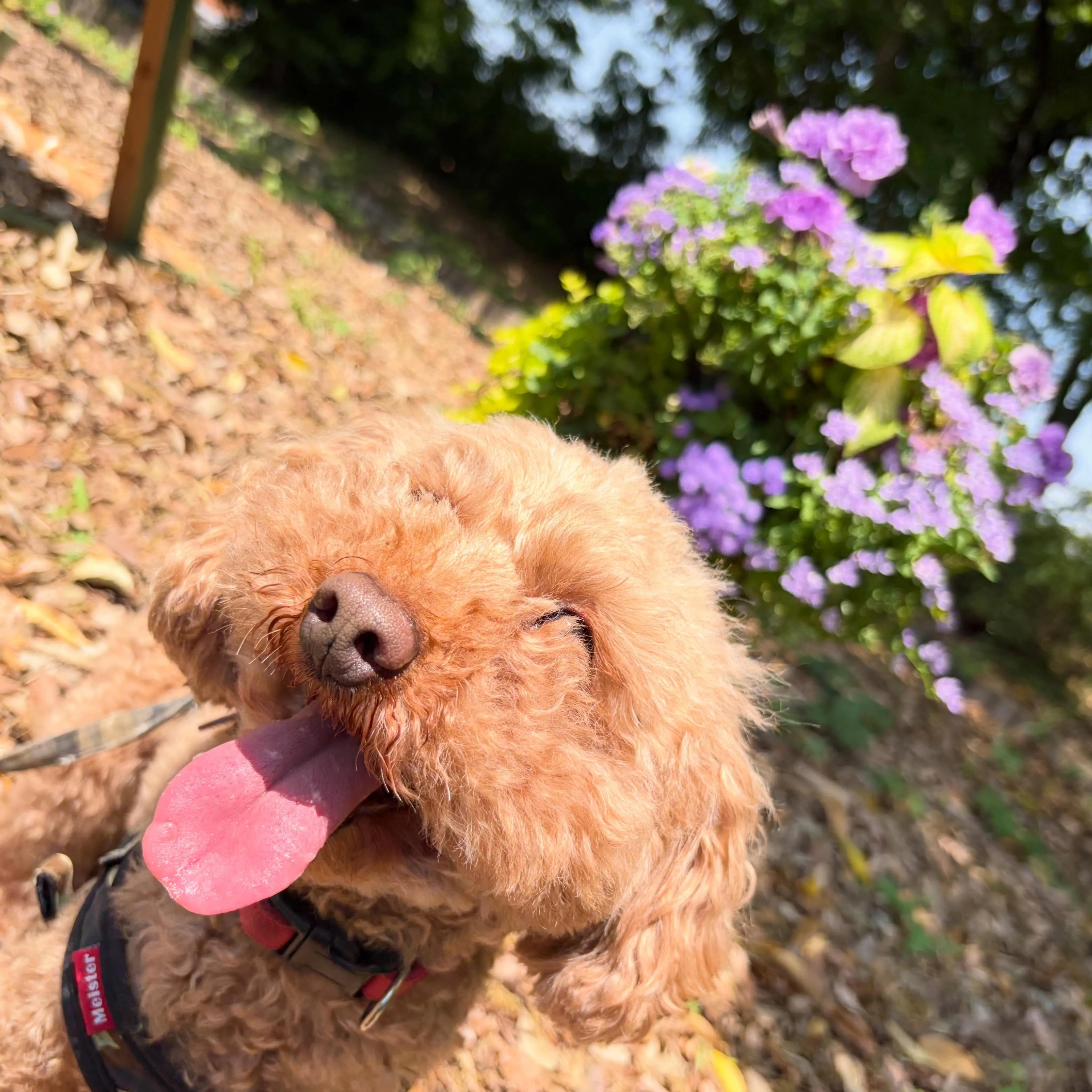 5/13に開催していたミッションクリアで全員おでかけ連れてい...