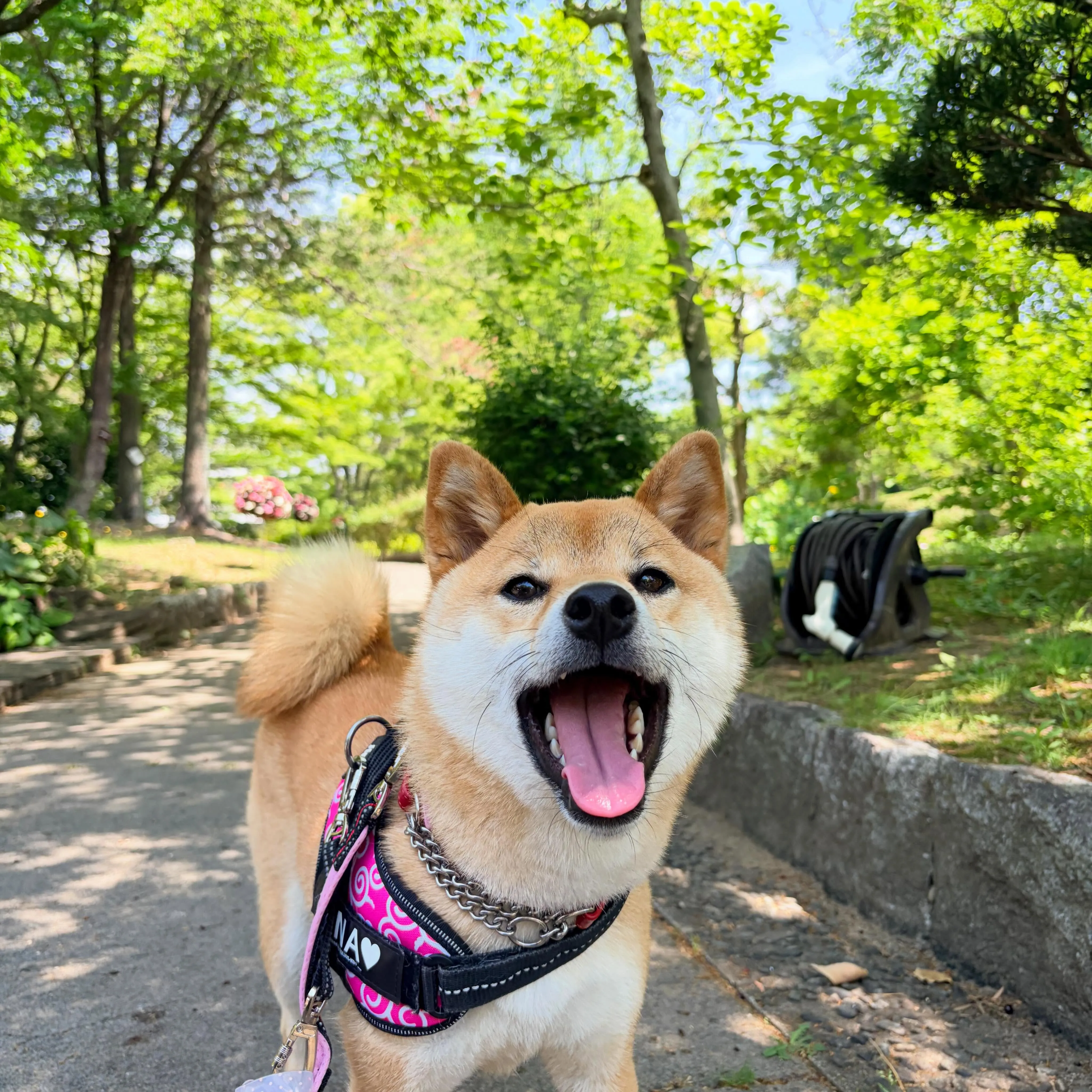 5/13に開催していたミッションクリアで全員おでかけ連れてい...