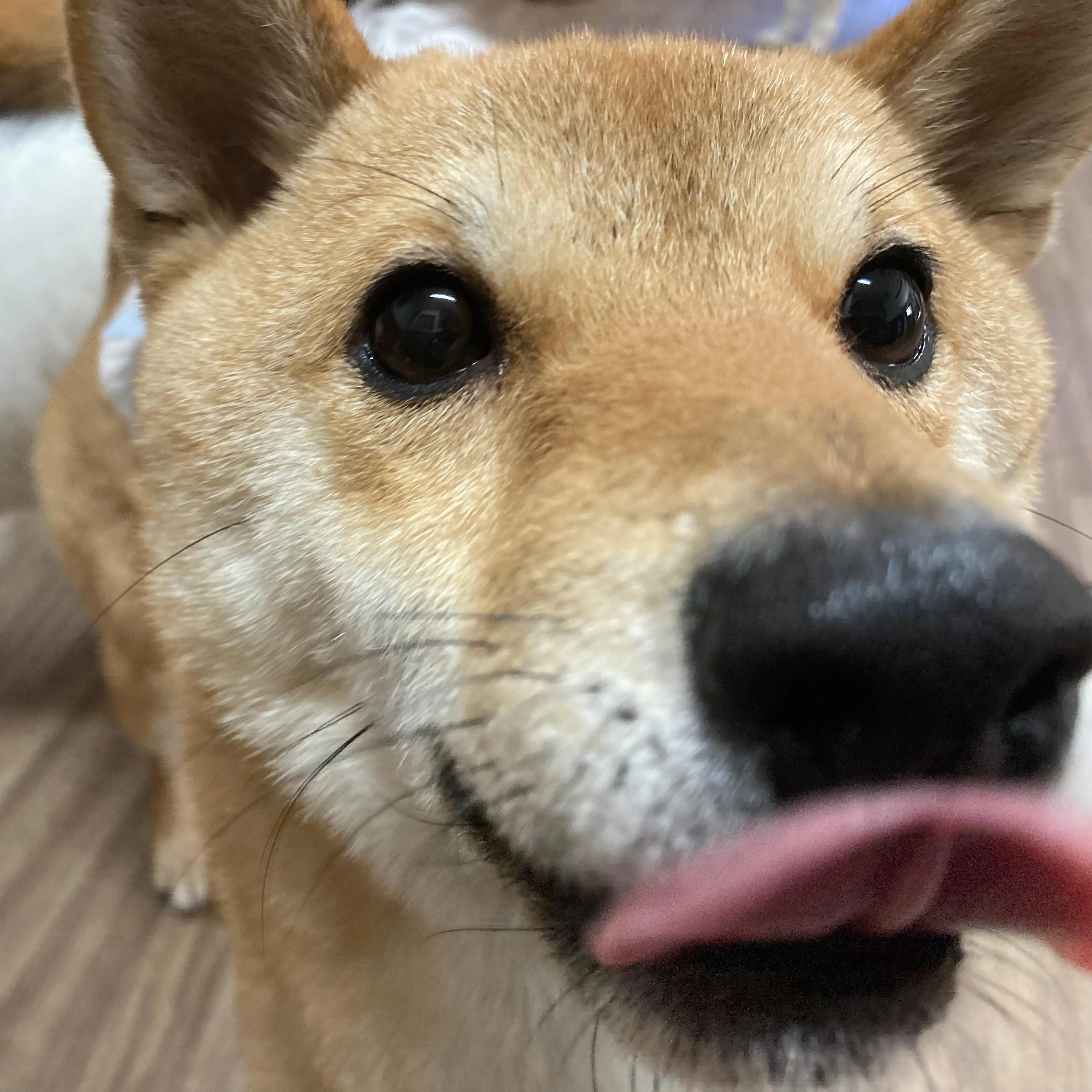 今日、明日と家族旅行に出かけてしまうため