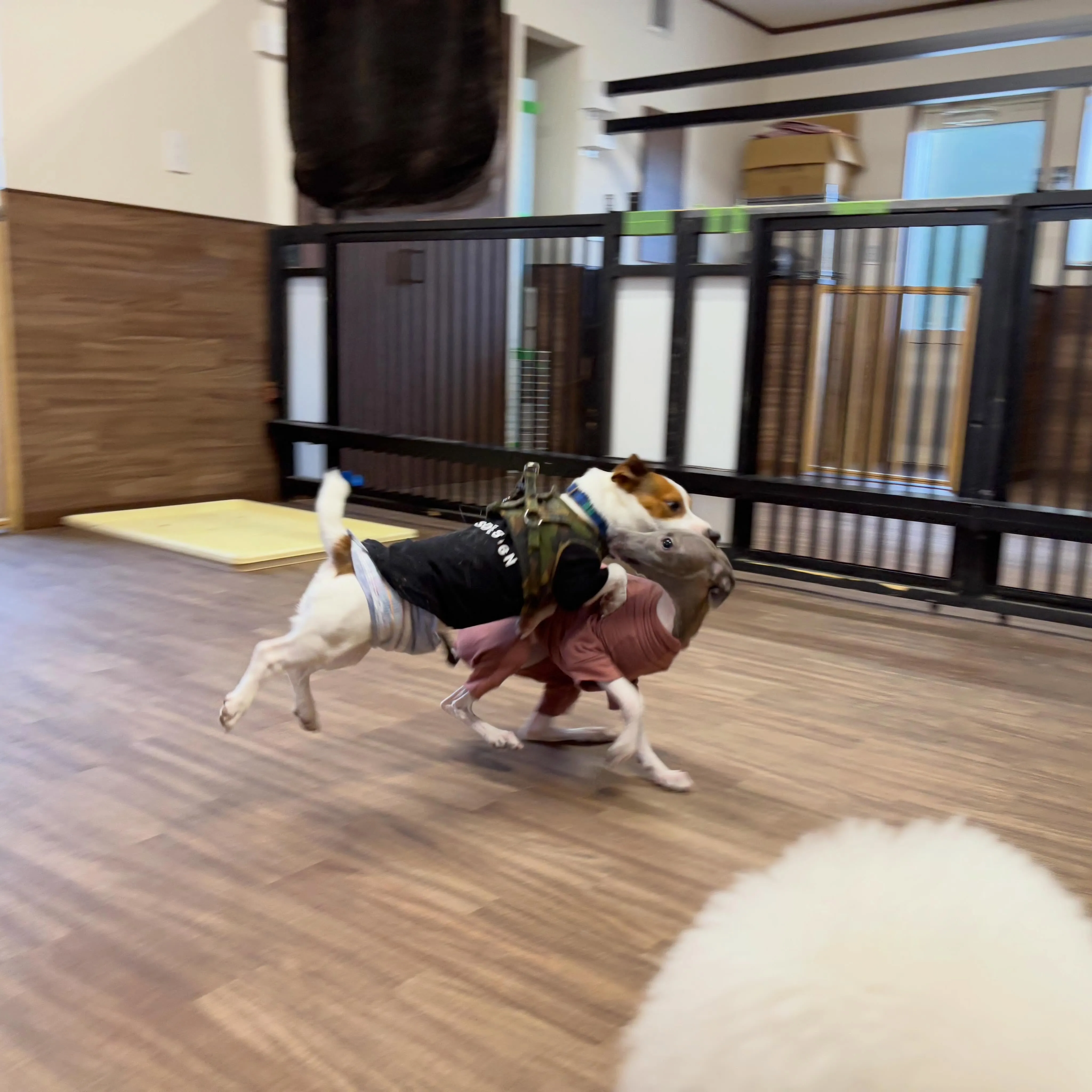 今日、明日と家族旅行に出かけてしまうため