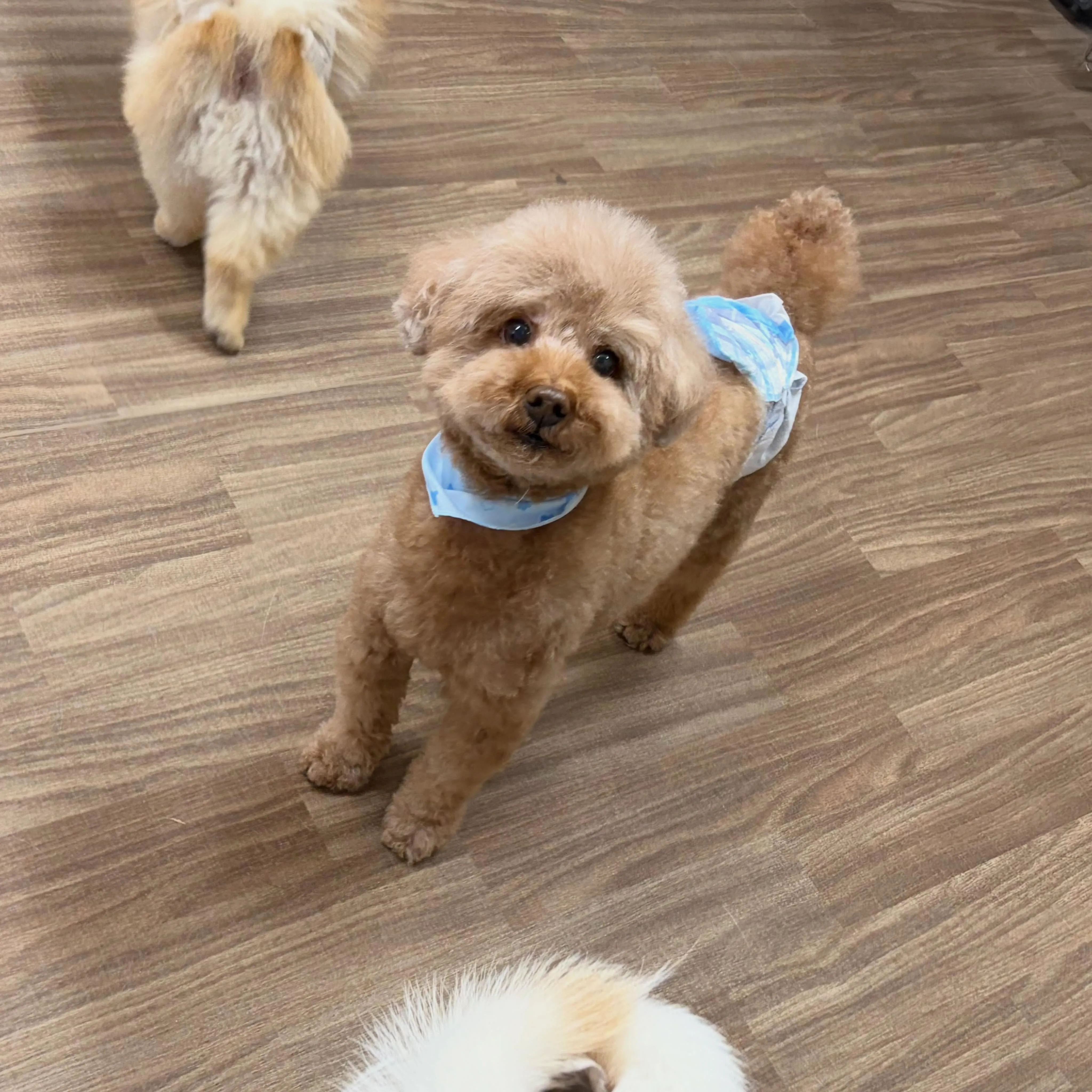 入会してくれたきなこくんです💖