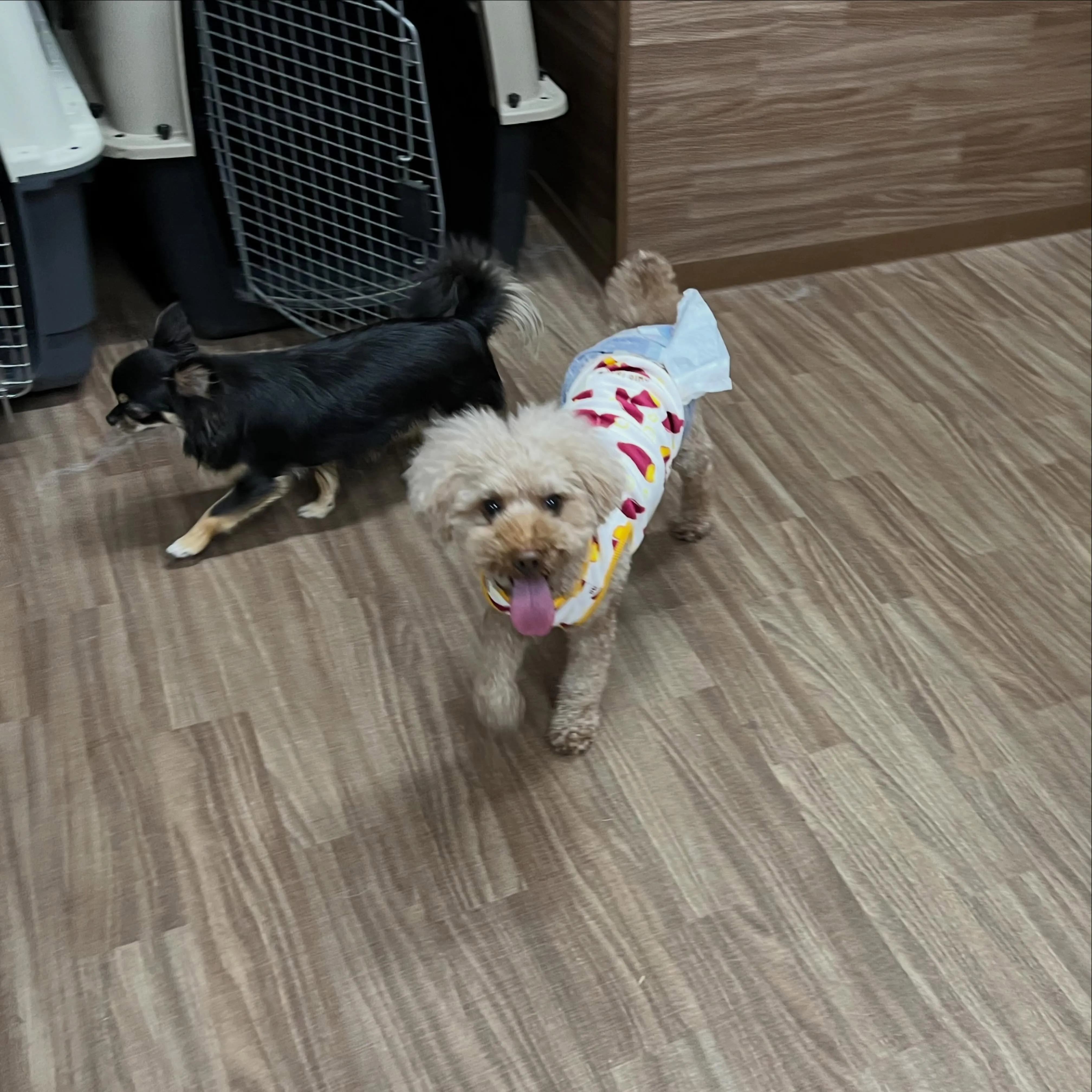 入会してくれたきなこくんです💖