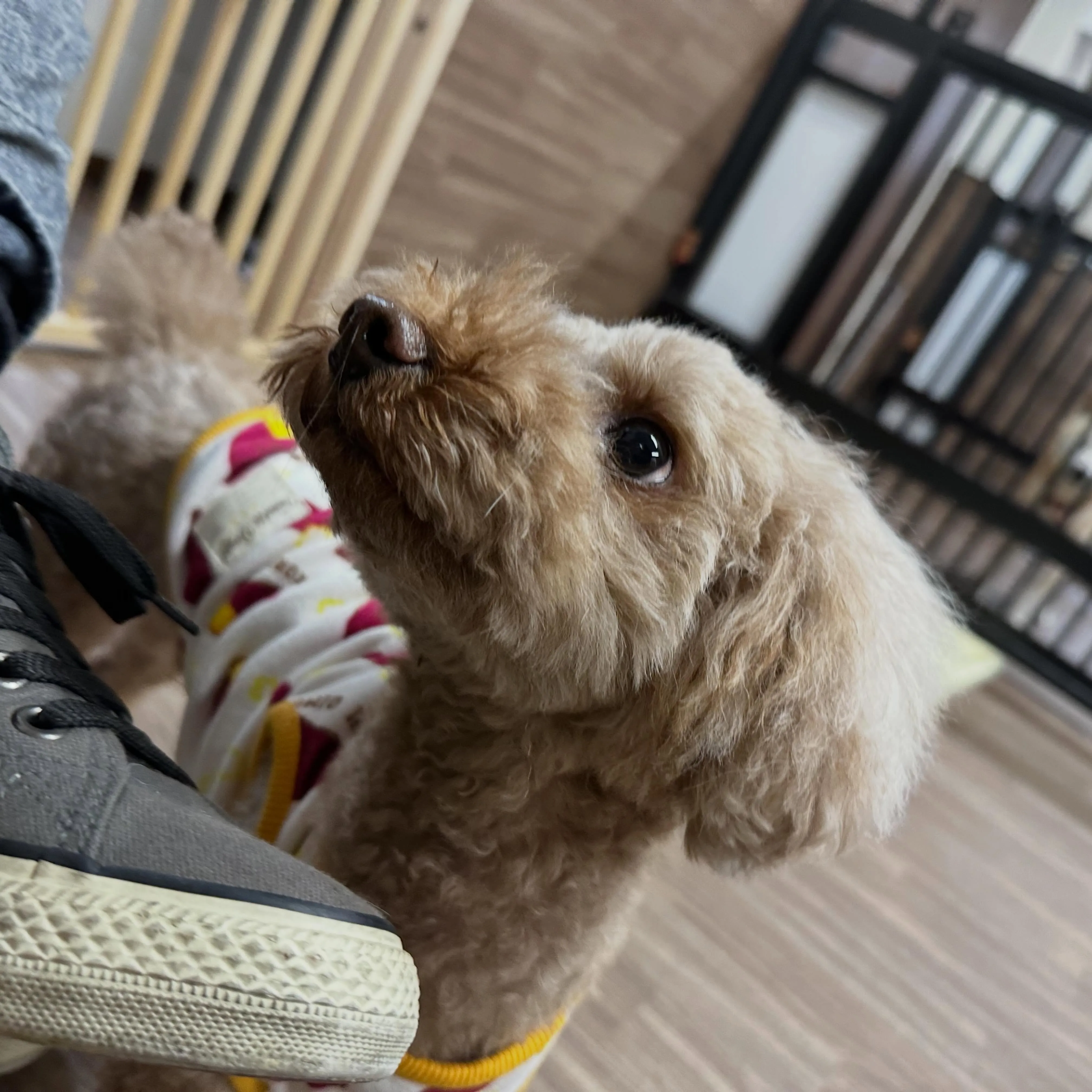 入会してくれたきなこくんです💖
