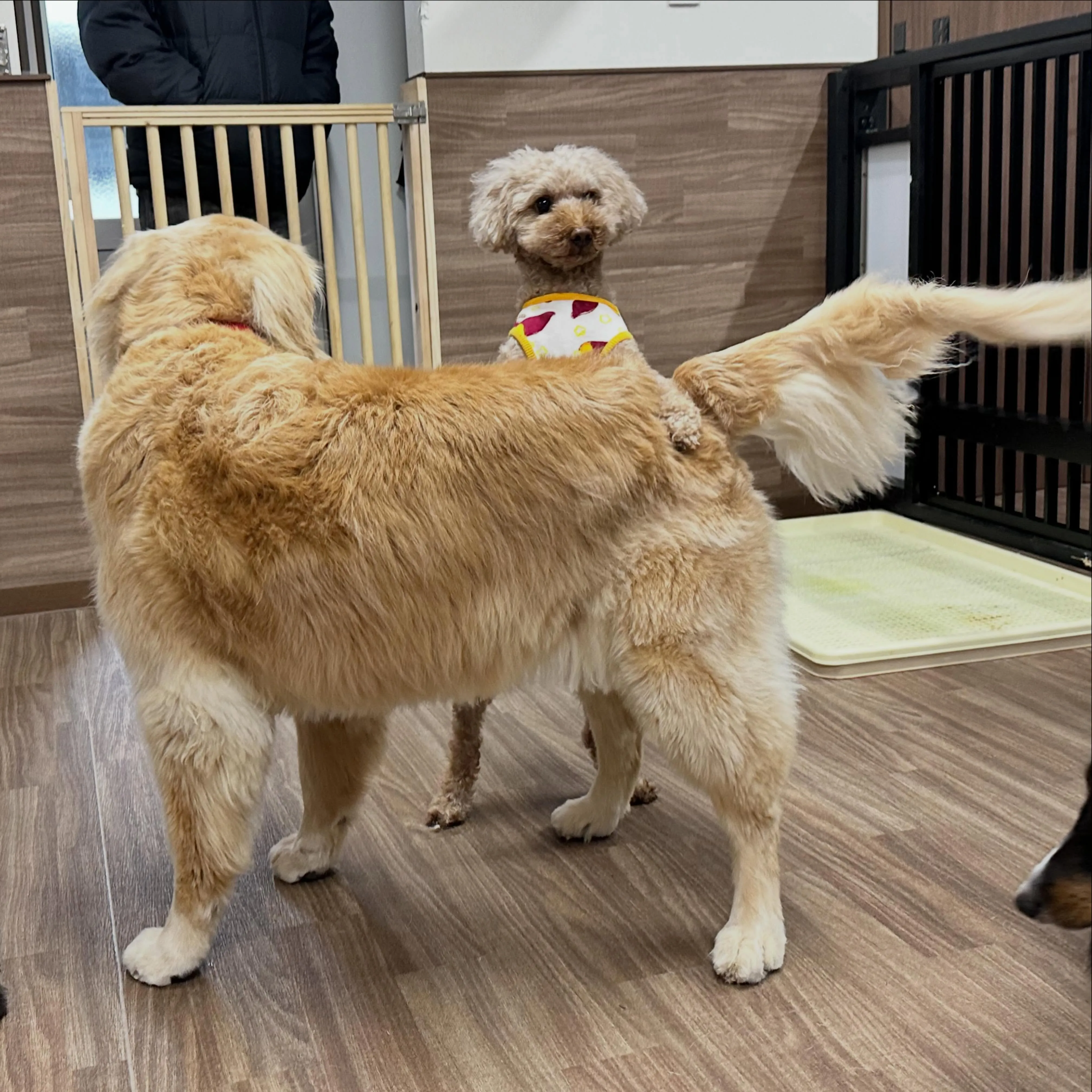 入会してくれたきなこくんです💖