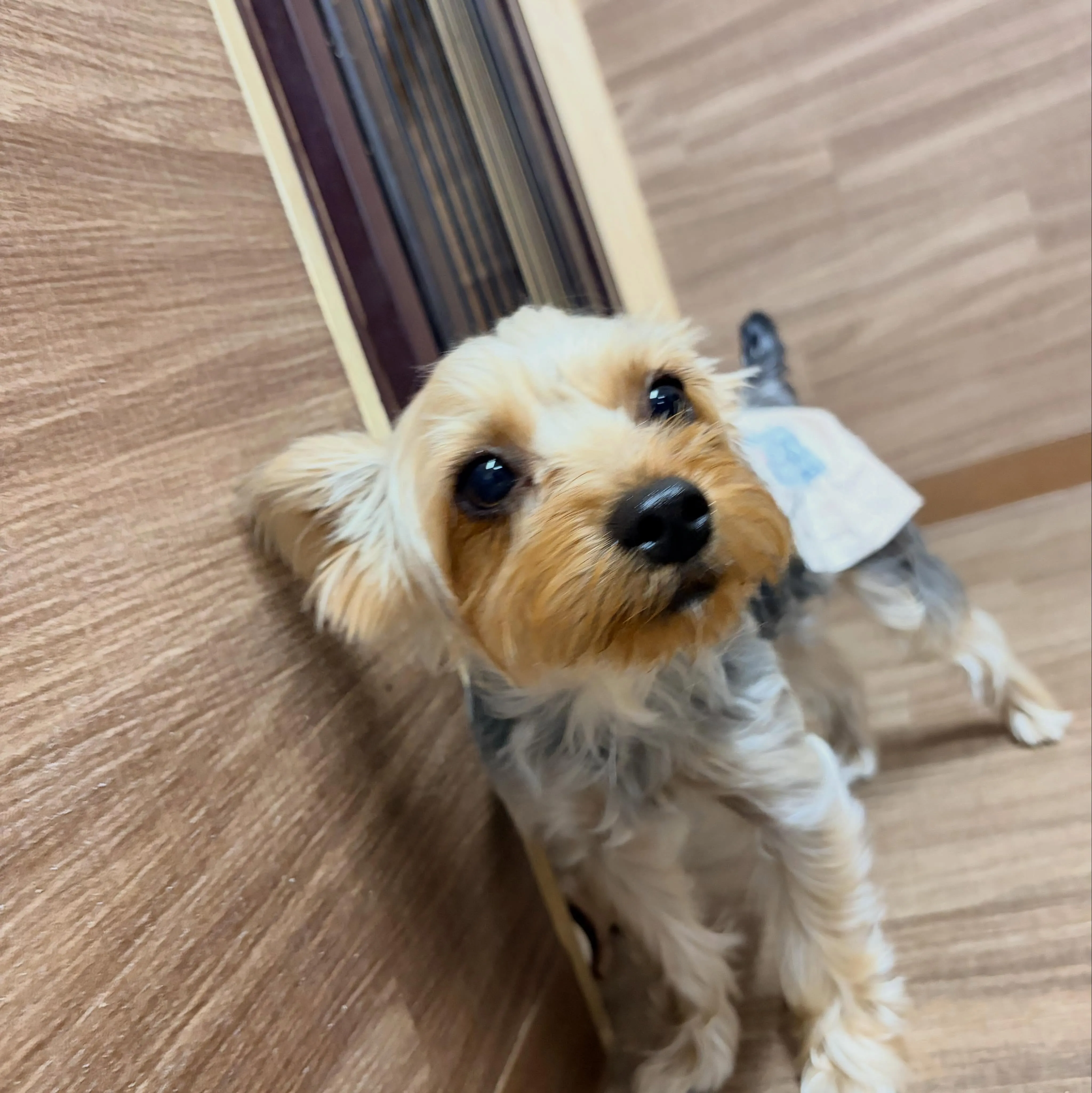 入会してくれたココアくんです🤗