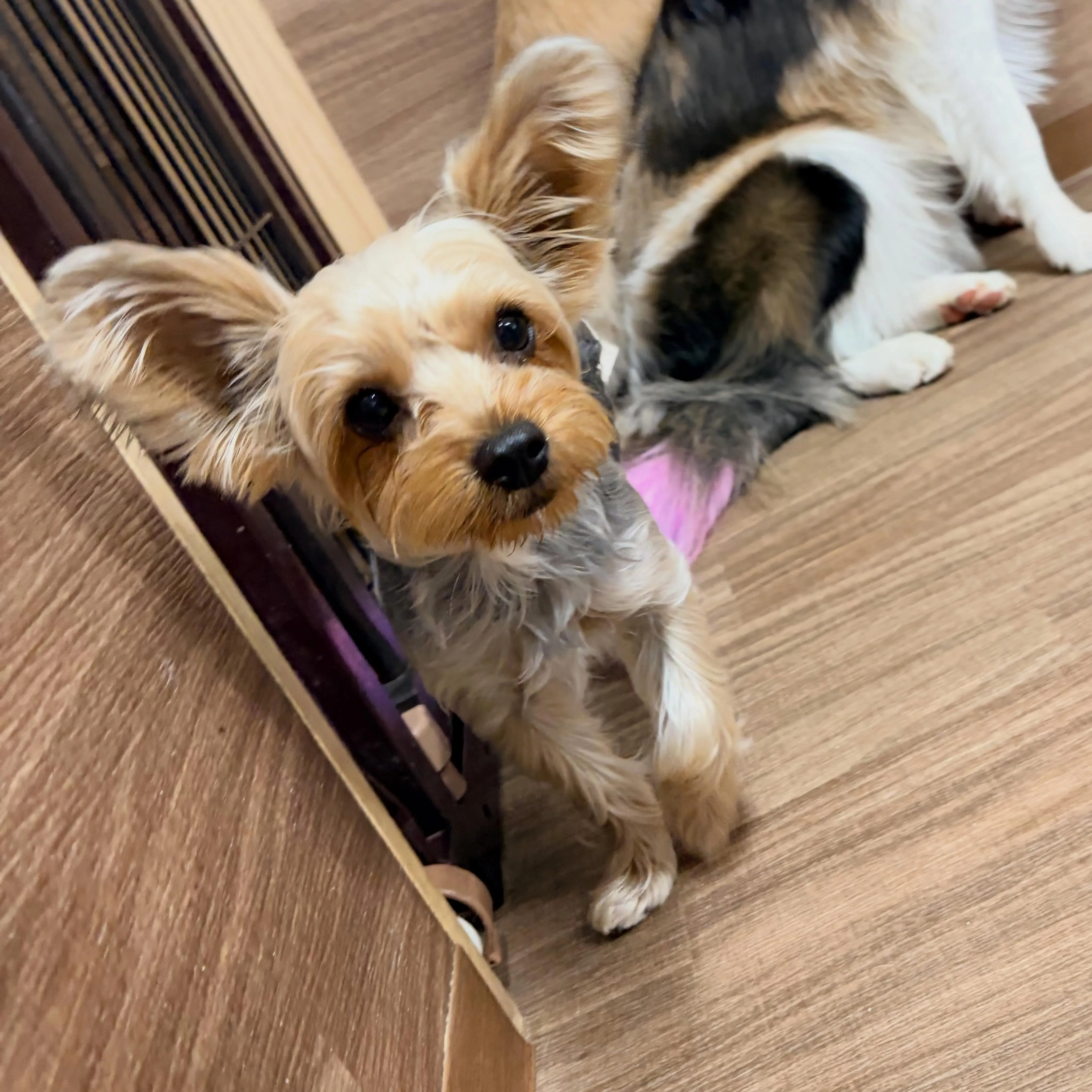入会してくれたココアくんです🤗