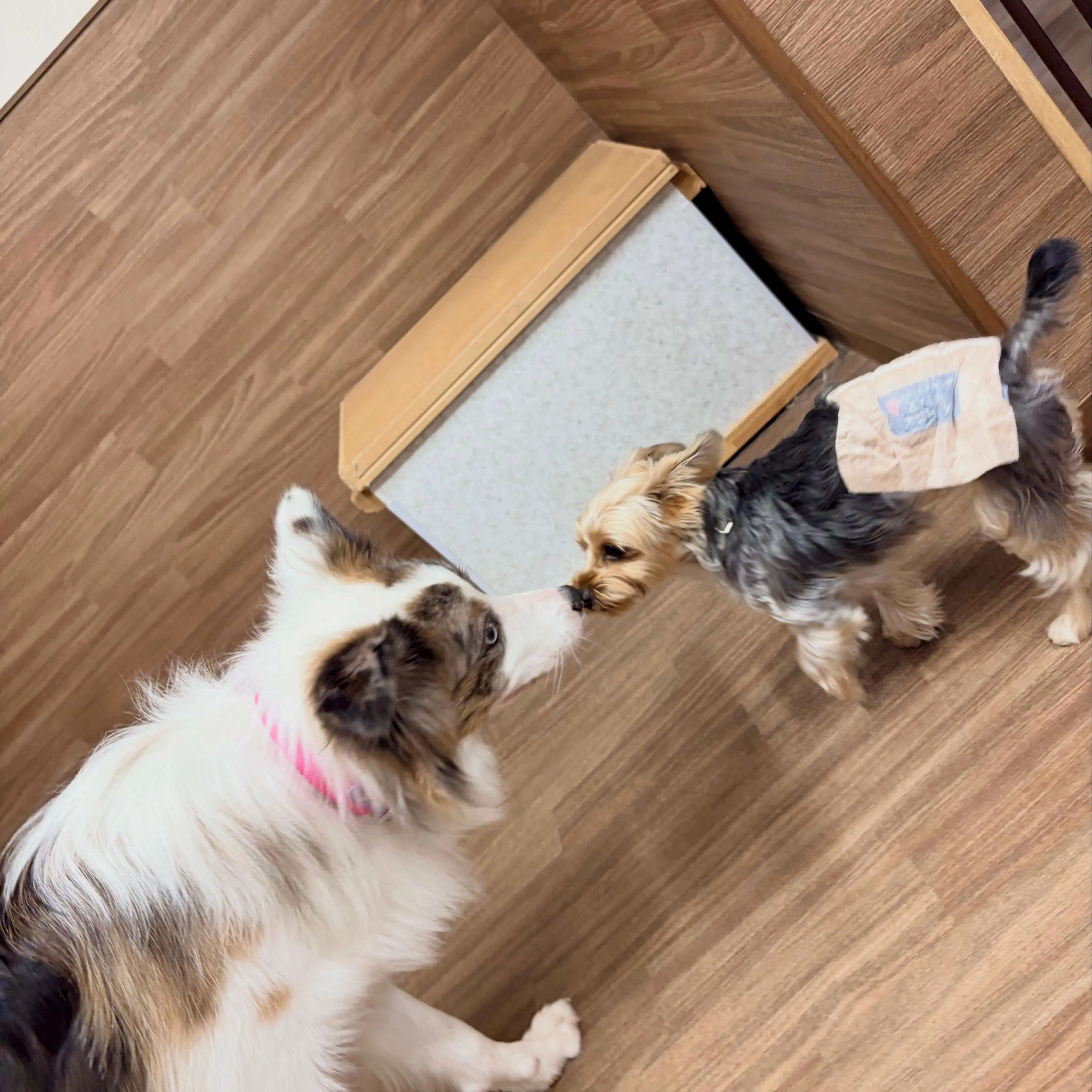入会してくれたココアくんです🤗