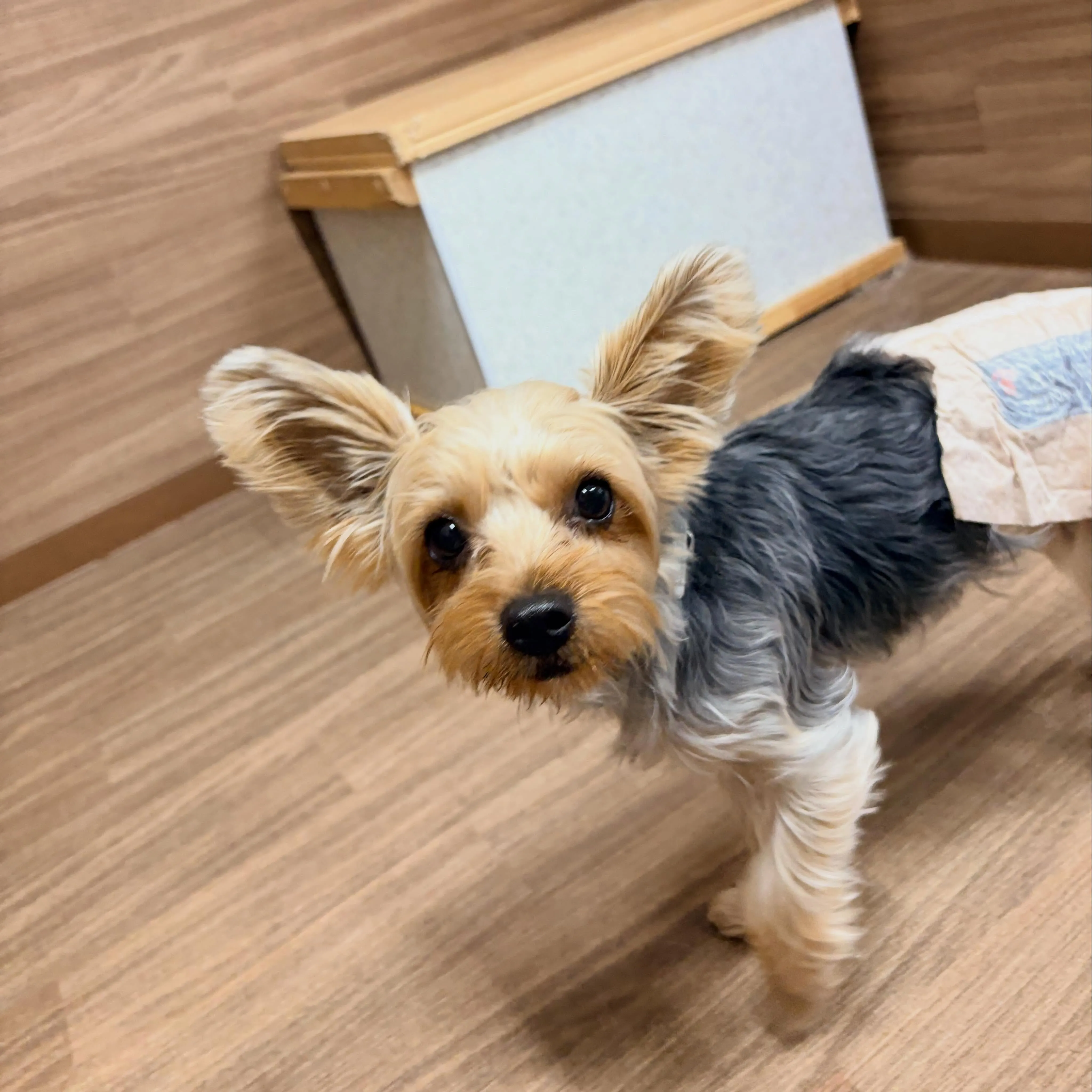 入会してくれたココアくんです🤗