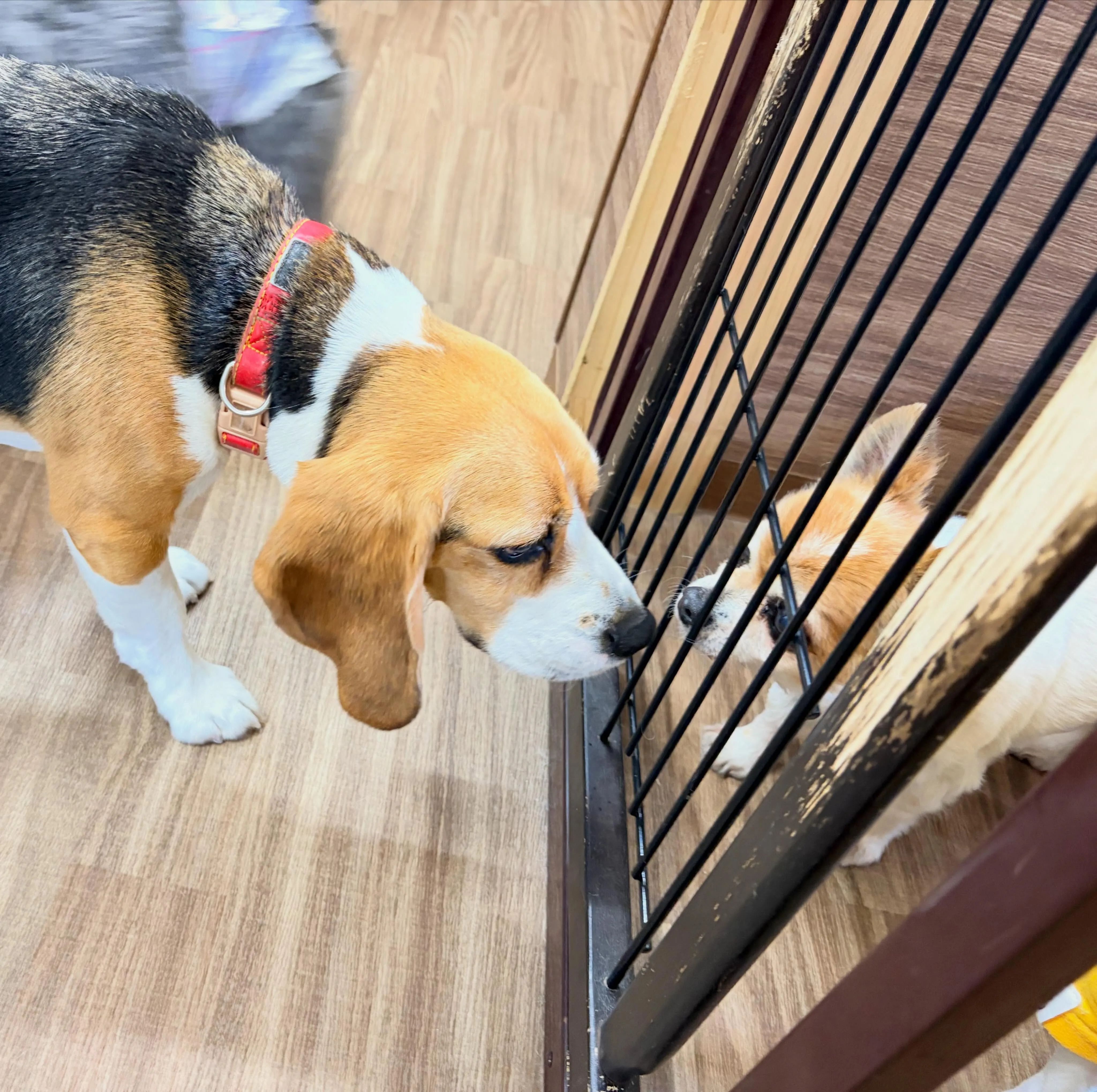 入会してくれたマイロくんです🤗