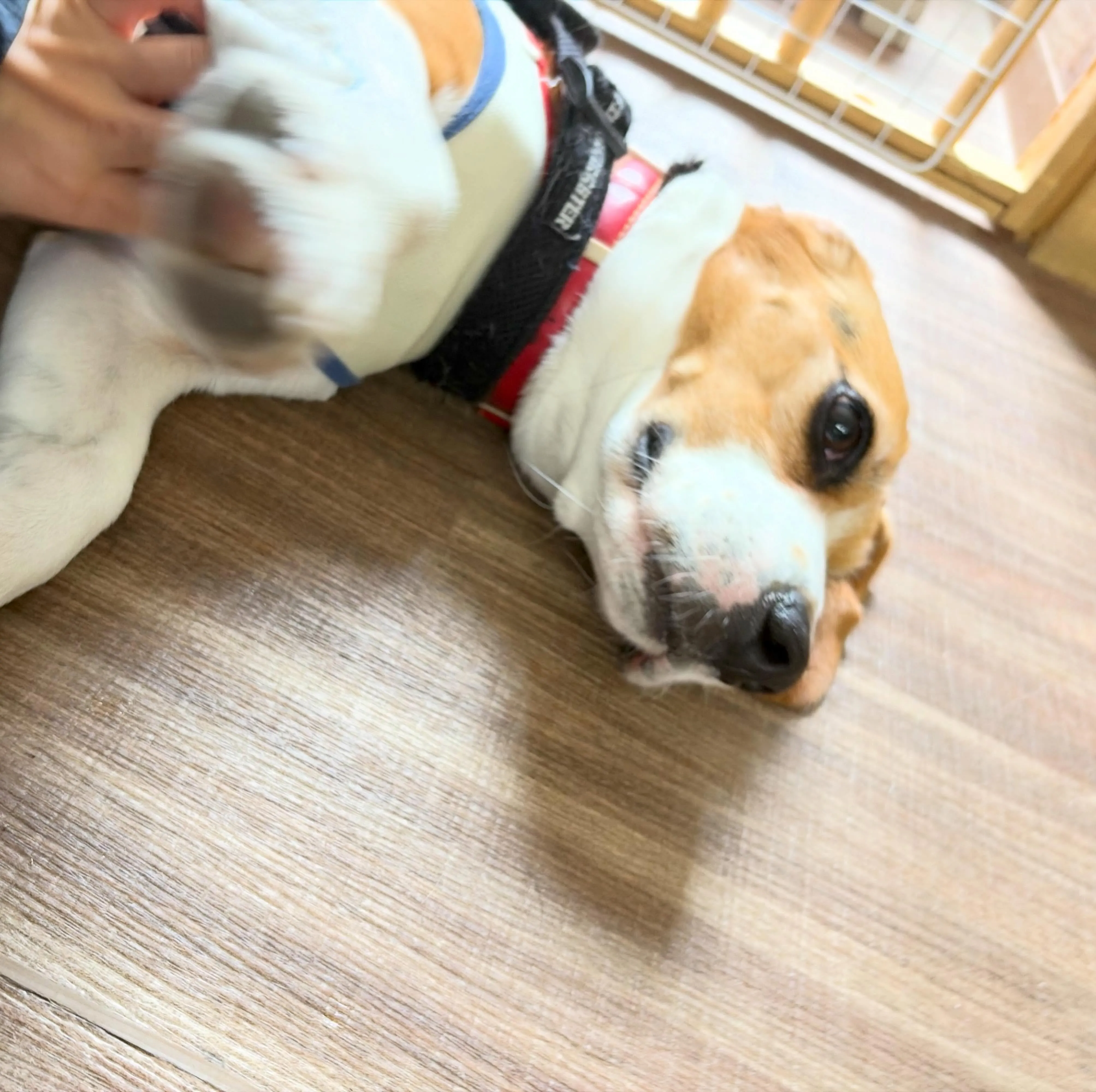 入会してくれたマイロくんです🤗