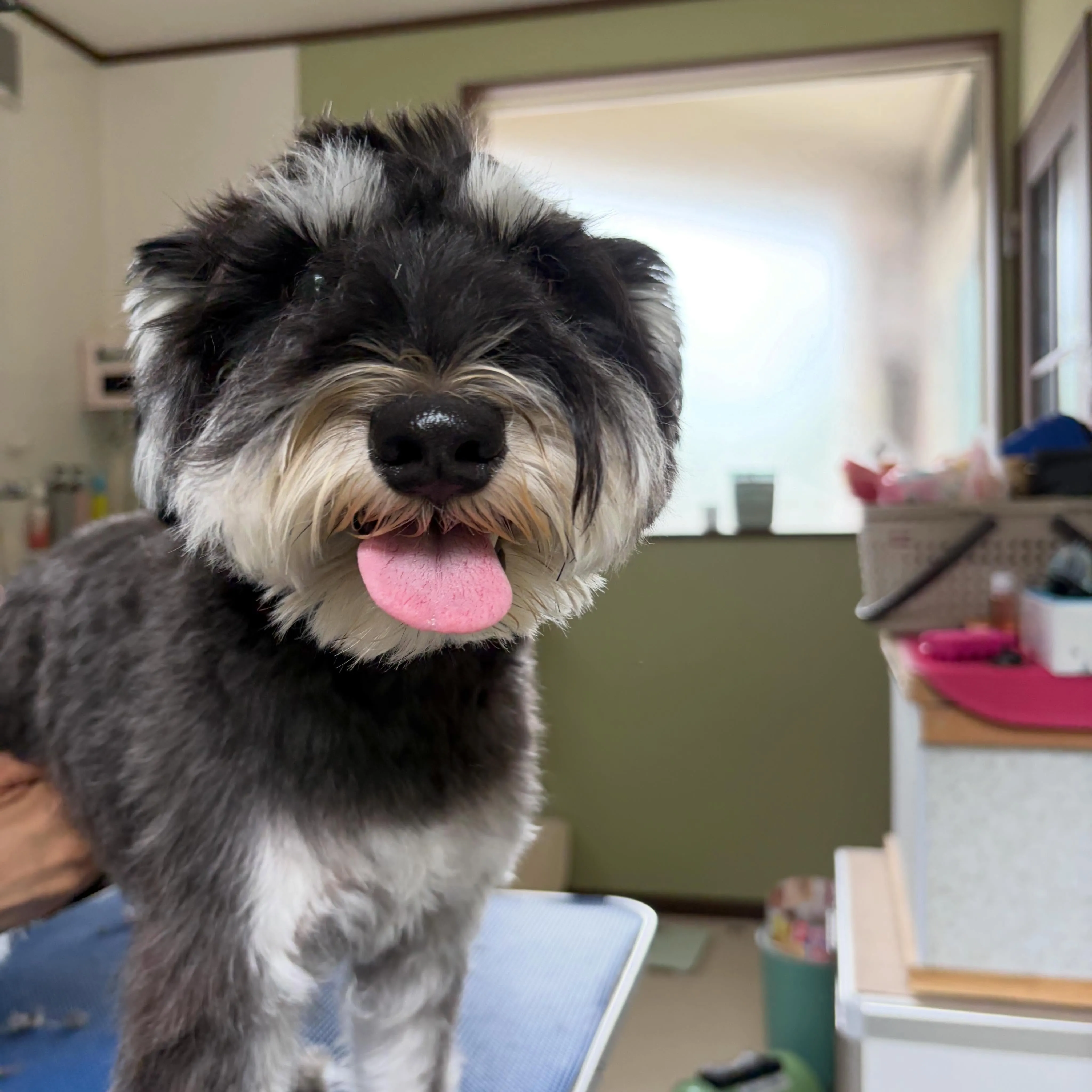 トリミングのセットメニューをご利用頂いたわんこたち🌟