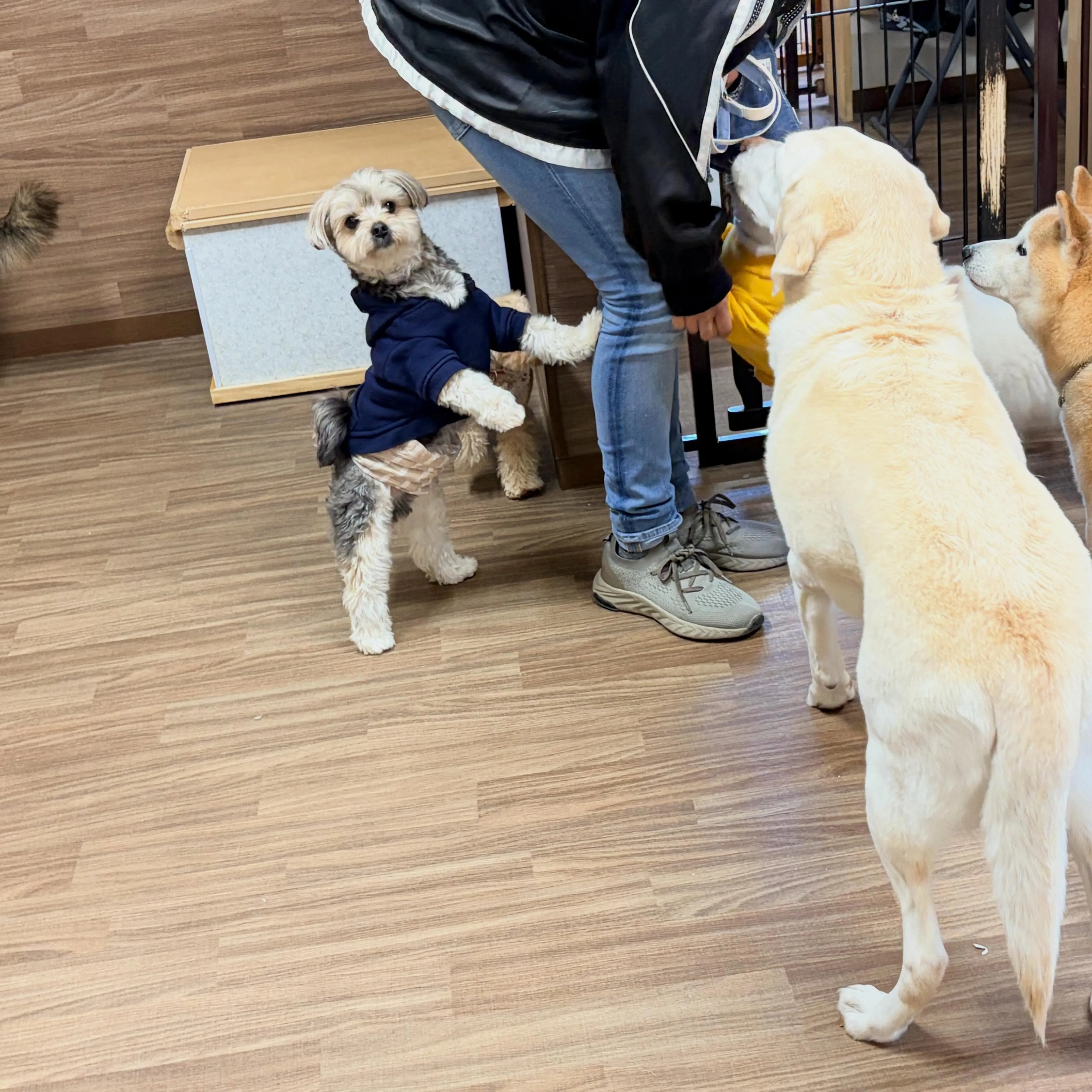 入会してくれたノワくんです😊