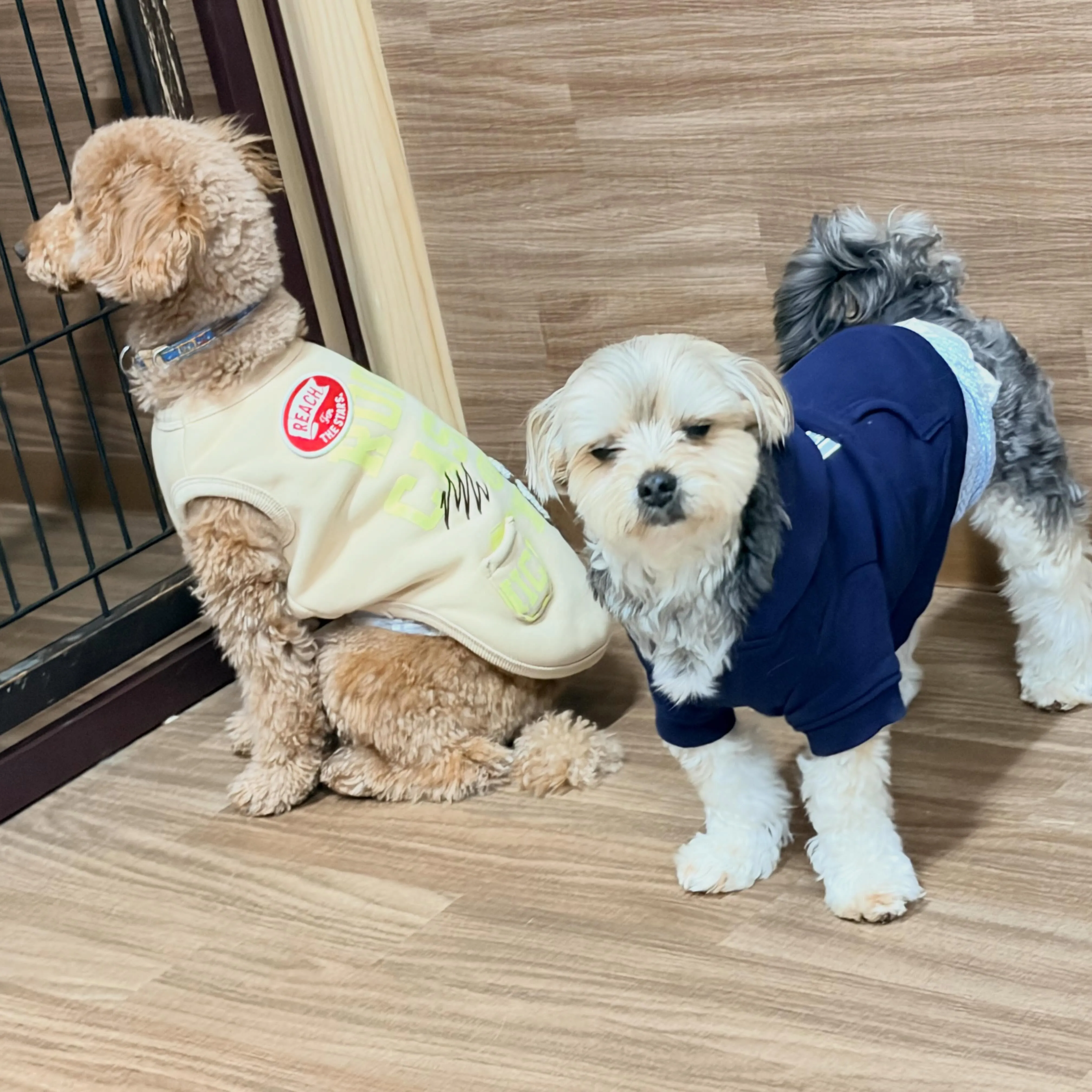 入会してくれたノワくんです😊