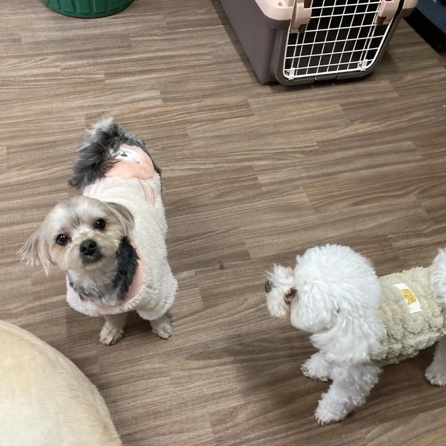 入会してくれたノワくんです😊