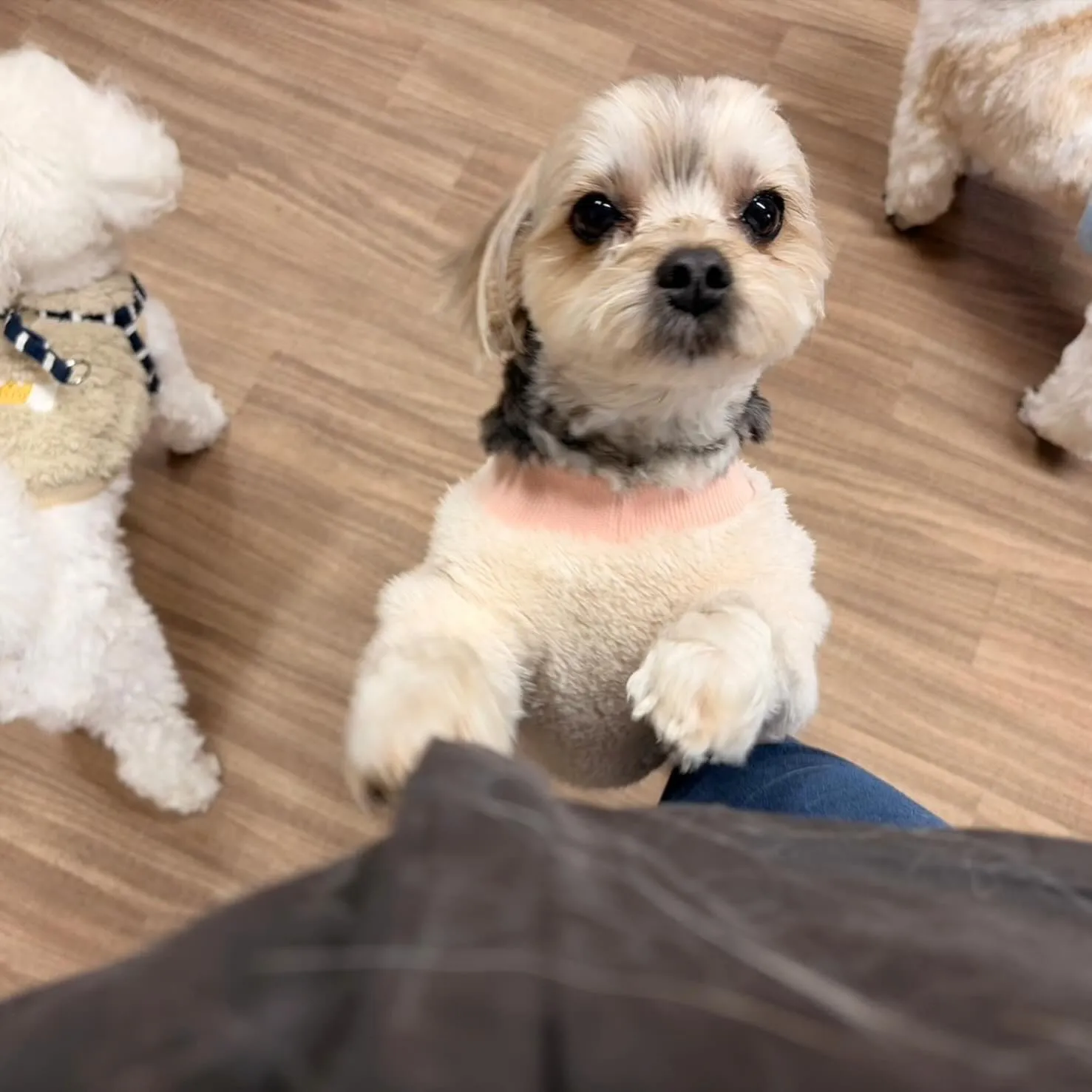 入会してくれたノワくんです😊