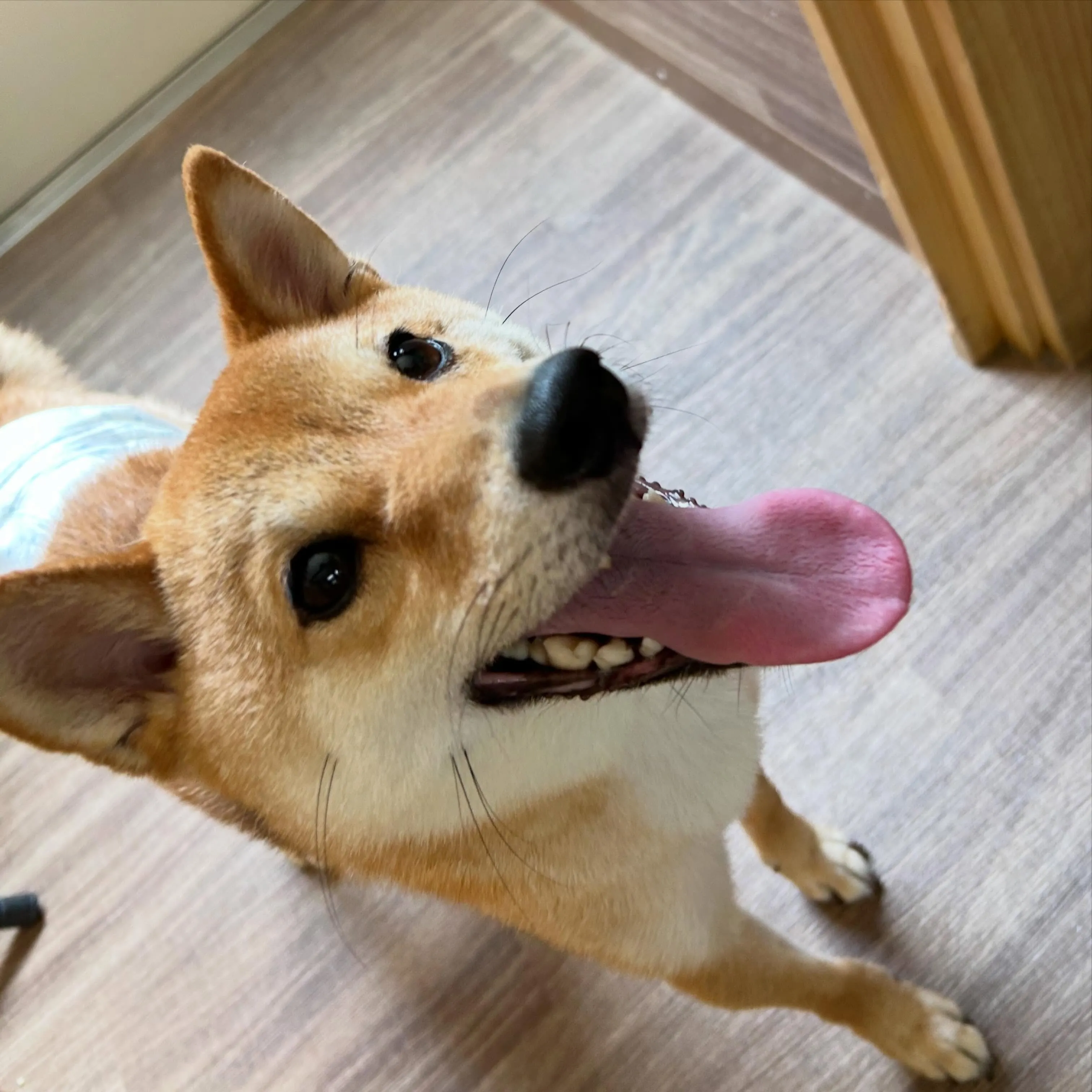 今年もすでにお散歩のタイミングを考えなければならない時期がや...