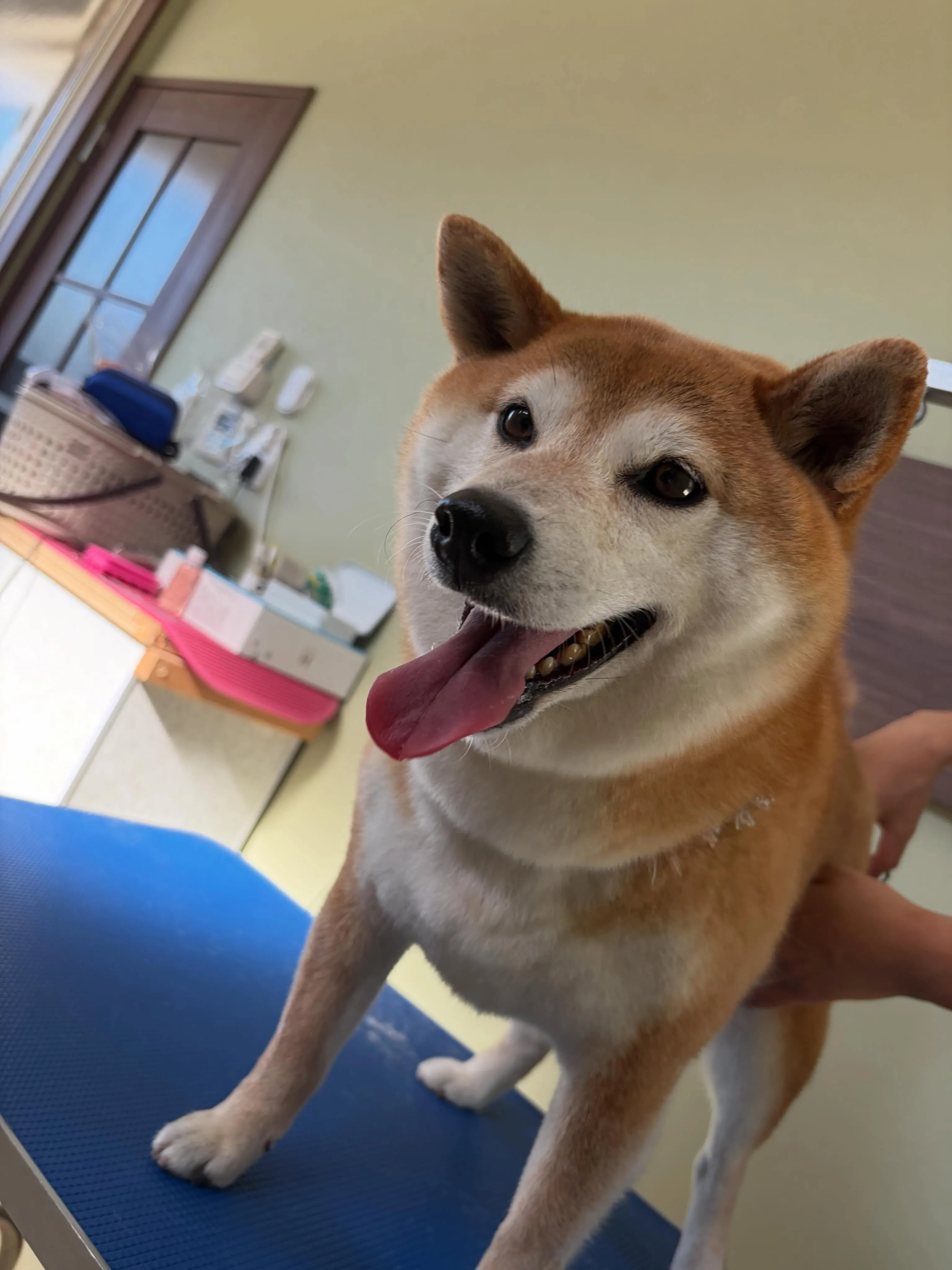 先月アップしきれなかったトリミングわんこさんたち😊
