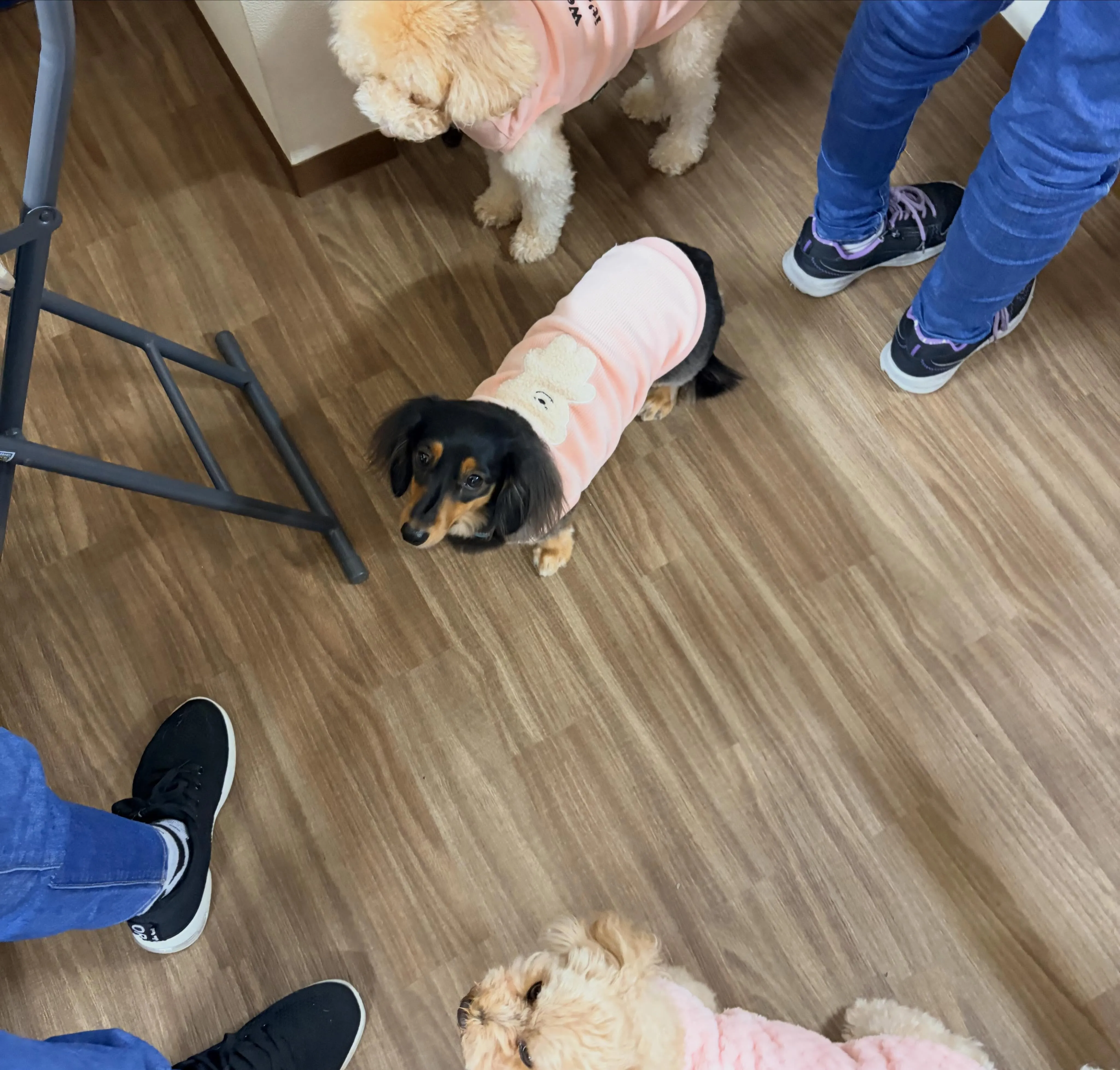 入会してくれたラキちゃんです🤗