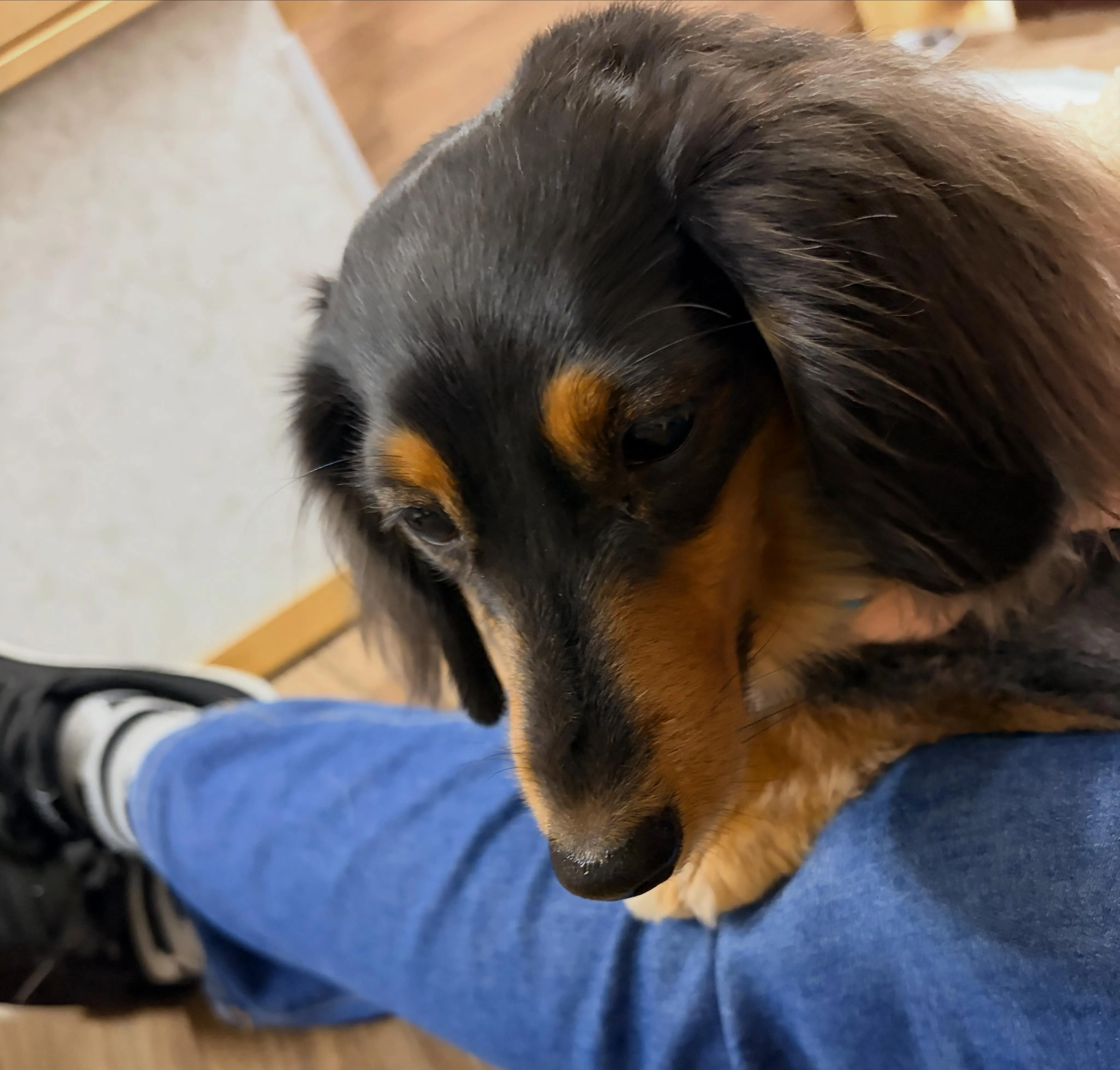 入会してくれたラキちゃんです🤗