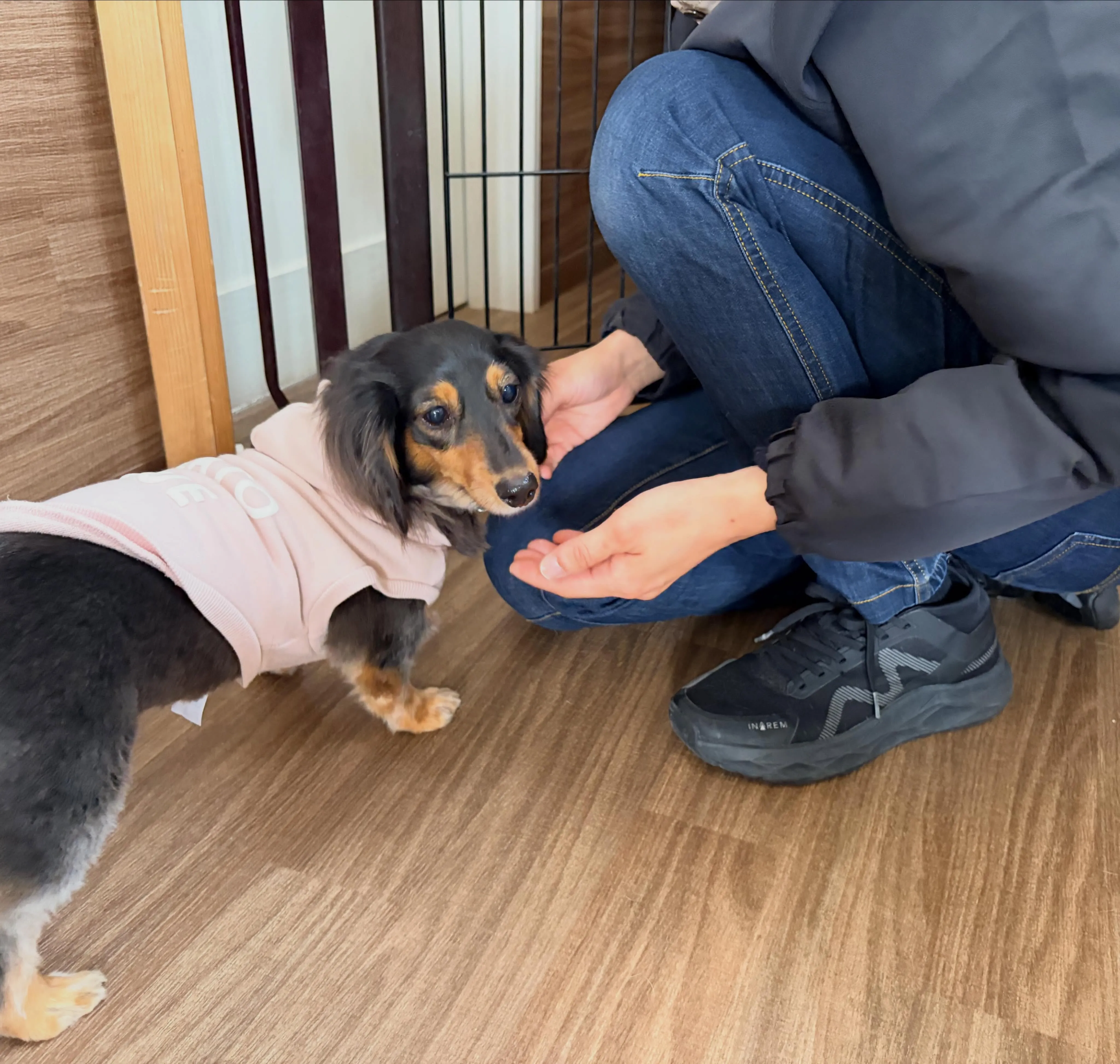 入会してくれたラキちゃんです🤗