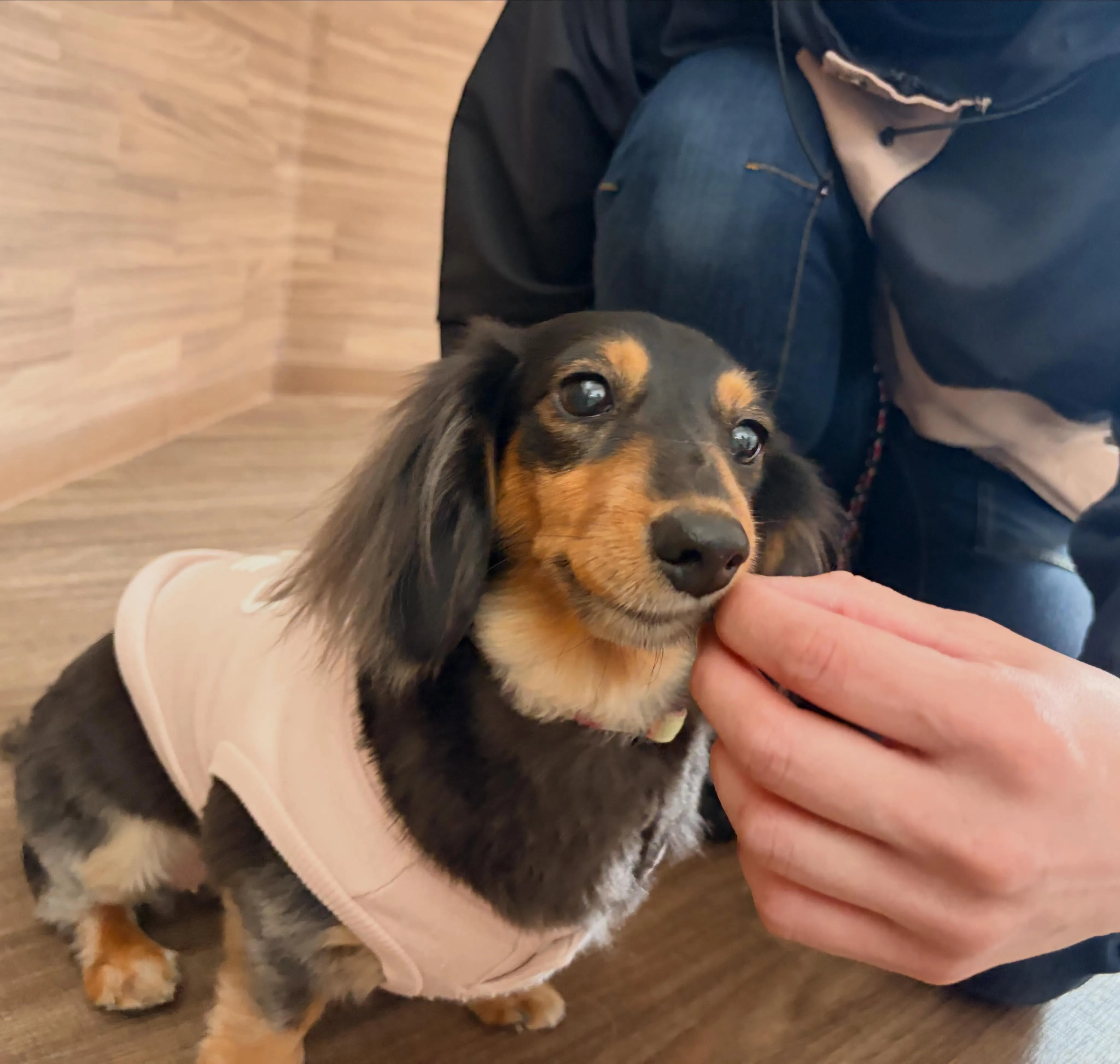 入会してくれたラキちゃんです🤗