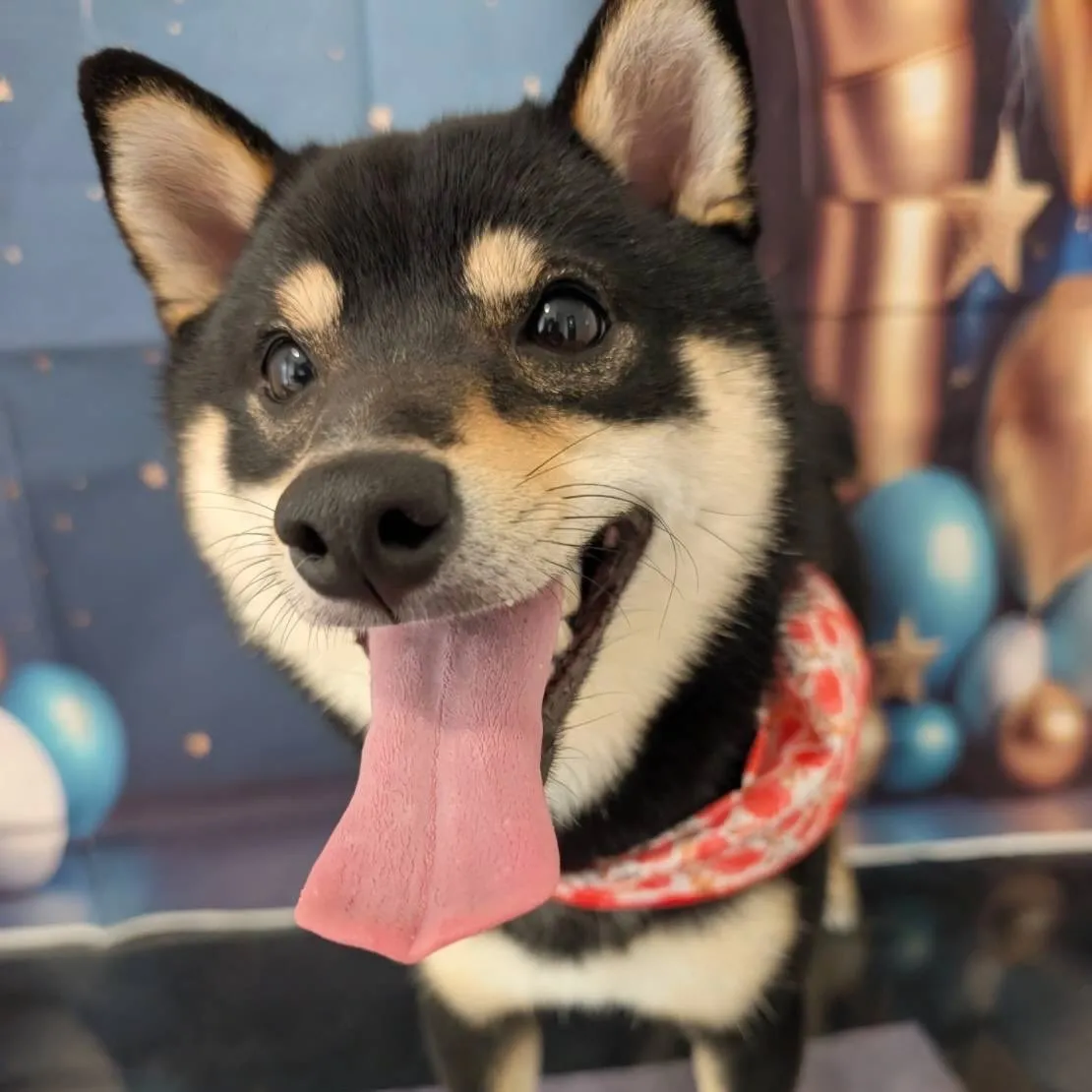 先月アップできなかったわんこたちラスト投稿です❣️