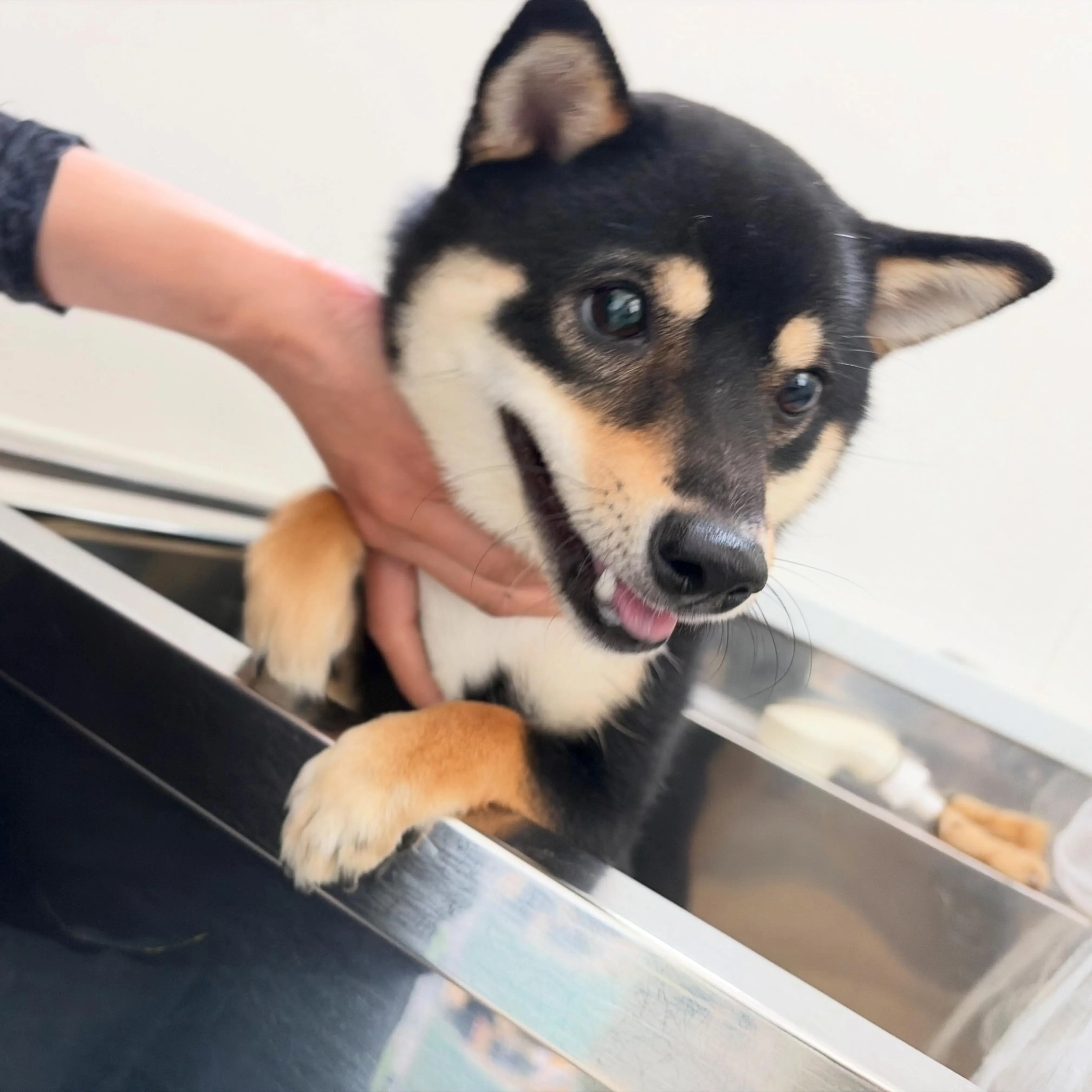 先月アップできなかったわんこたちラスト投稿です❣️