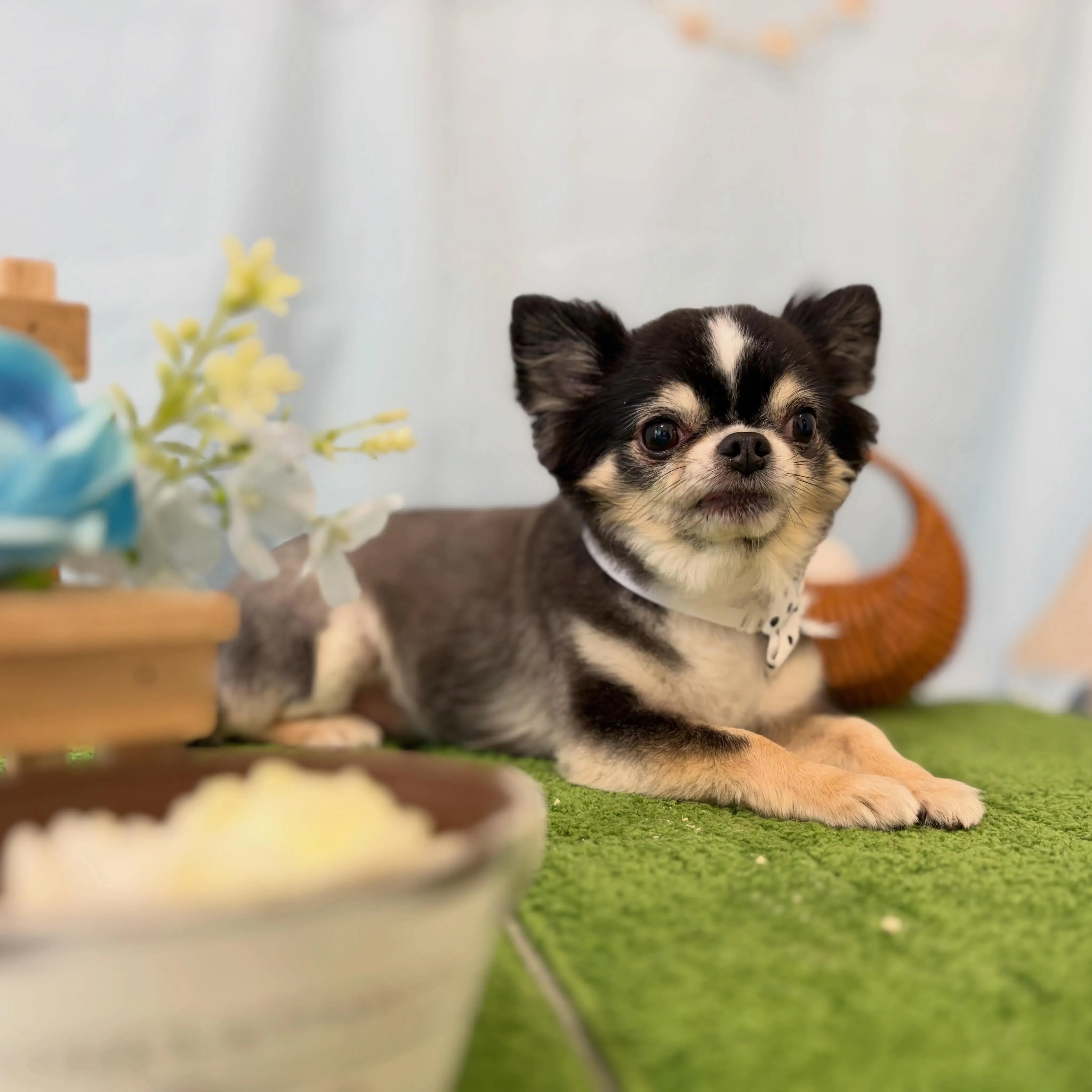 トリミングのセットメニューをご利用頂いたわんこたちです💖
