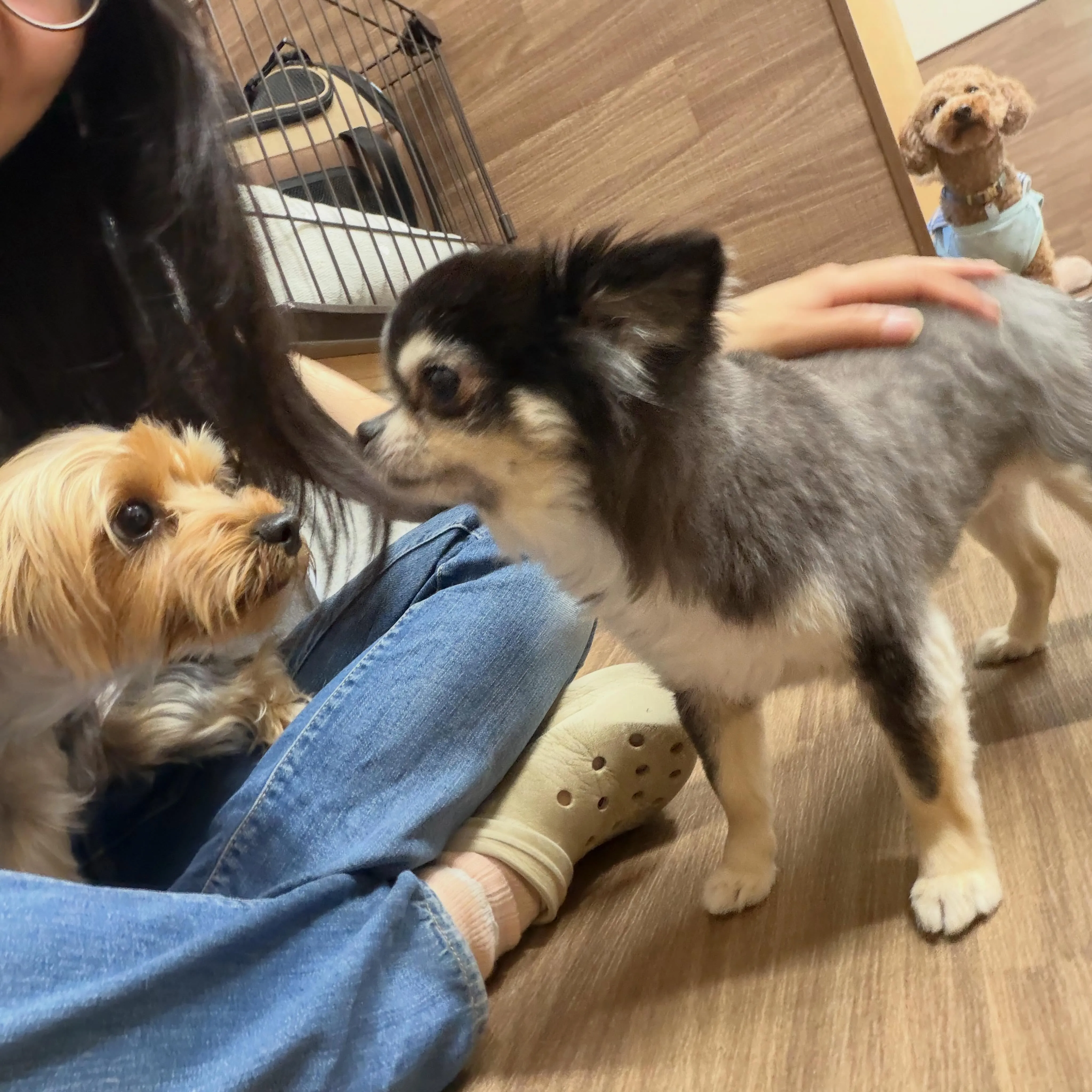 トリミングのセットメニューをご利用頂いたわんこたちです💖