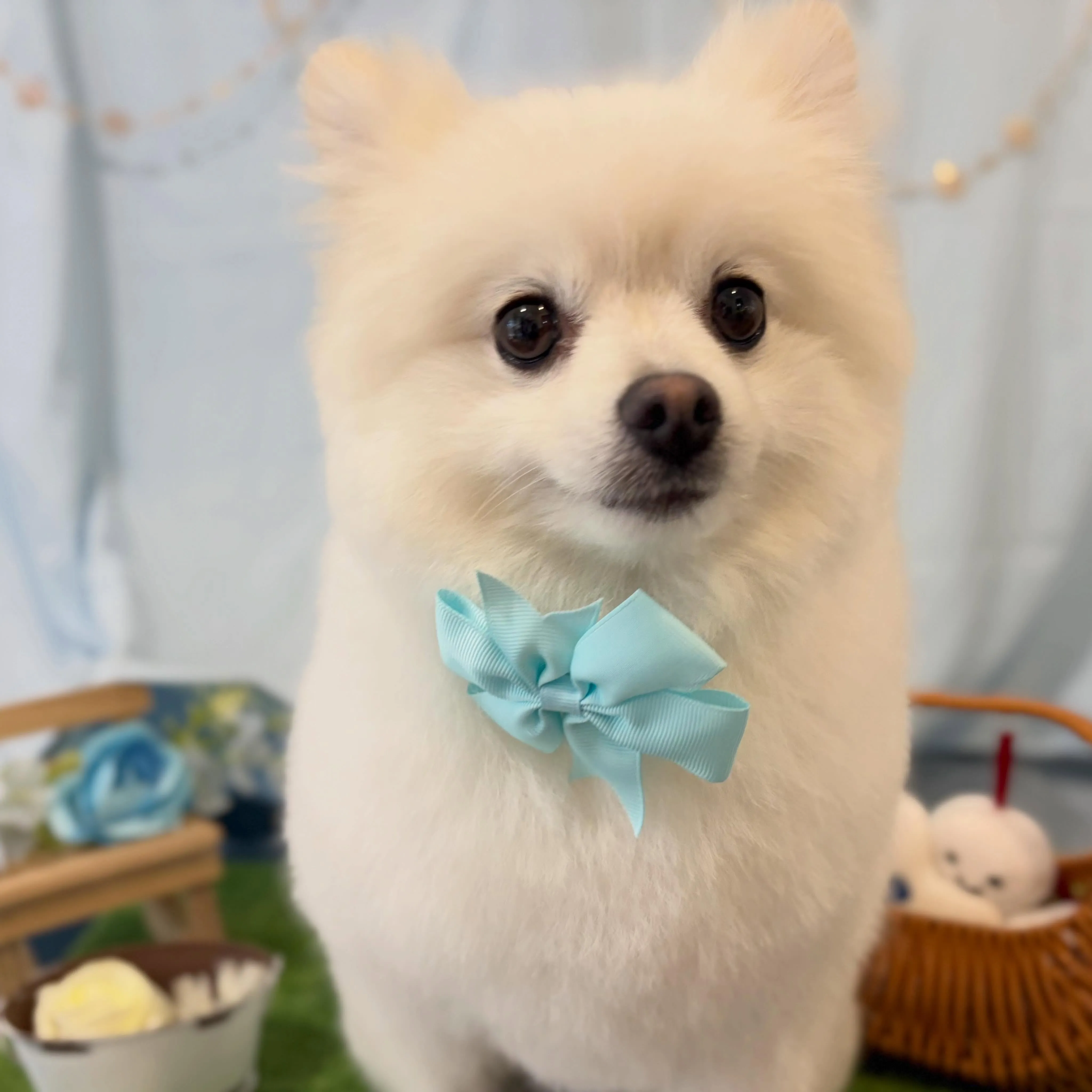 トリミングのセットメニューをご利用頂いたわんこたちです💖