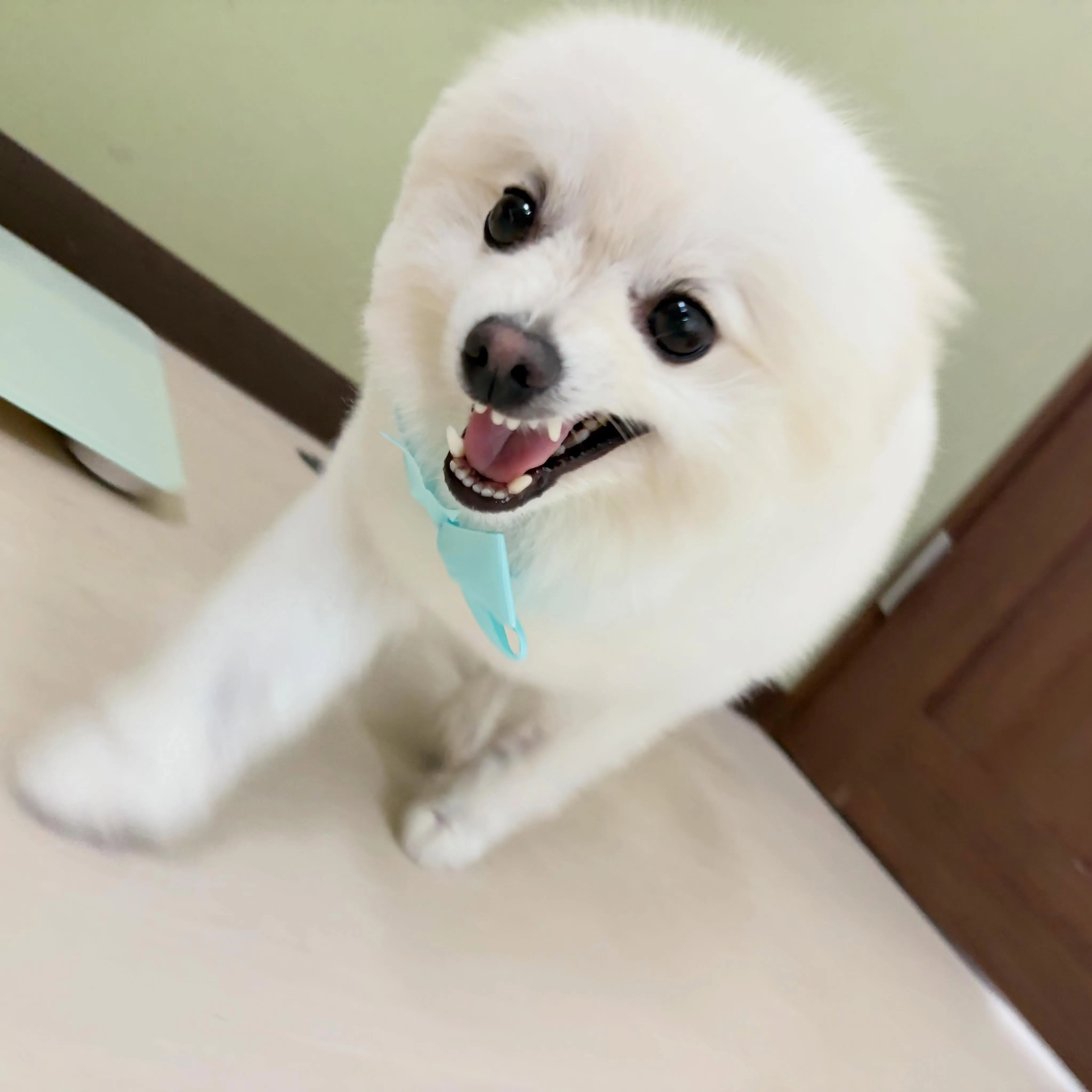 トリミングのセットメニューをご利用頂いたわんこたちです💖