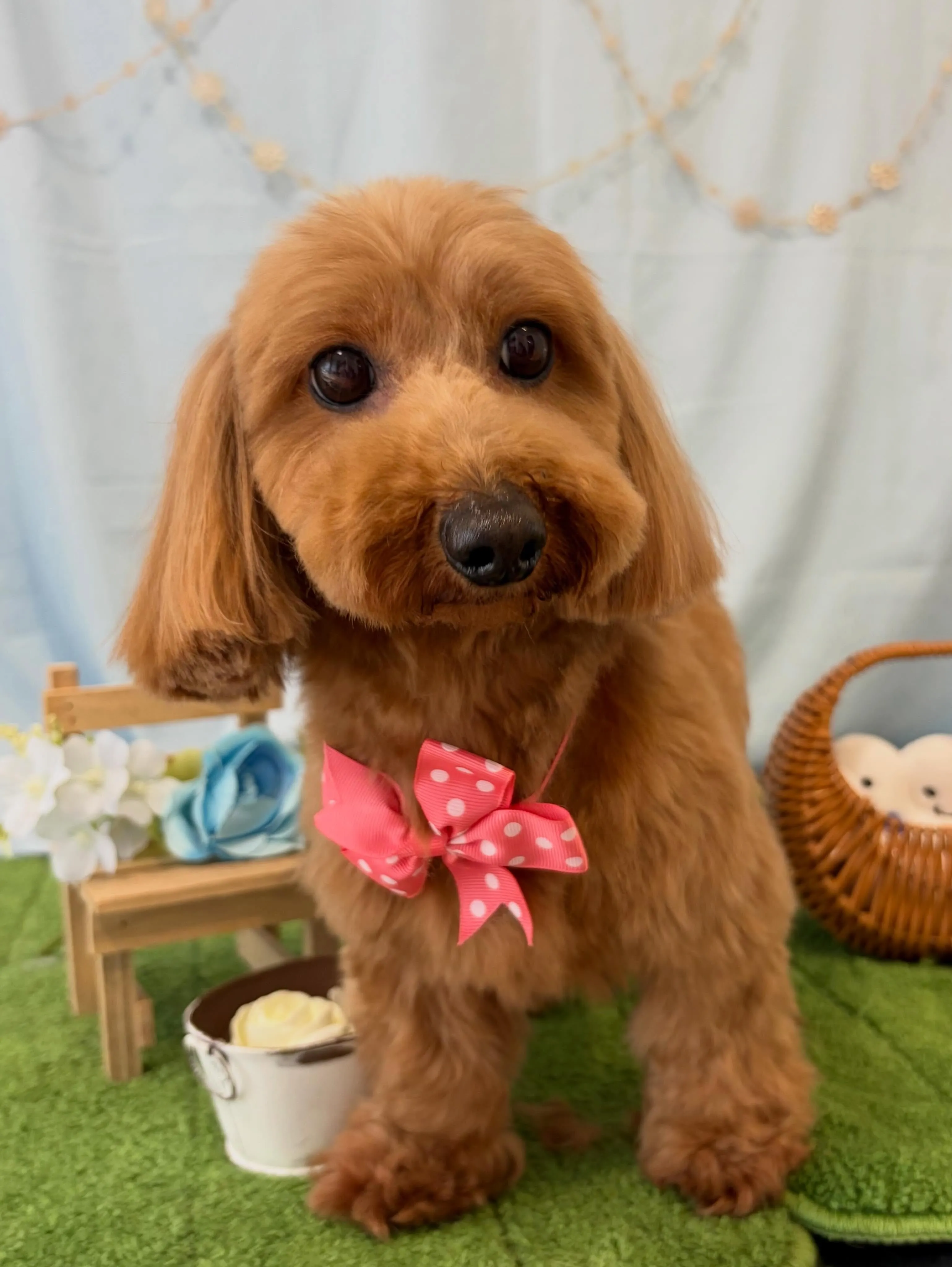 トリミングのセットメニューをご利用頂いたわんこさんたち🤗