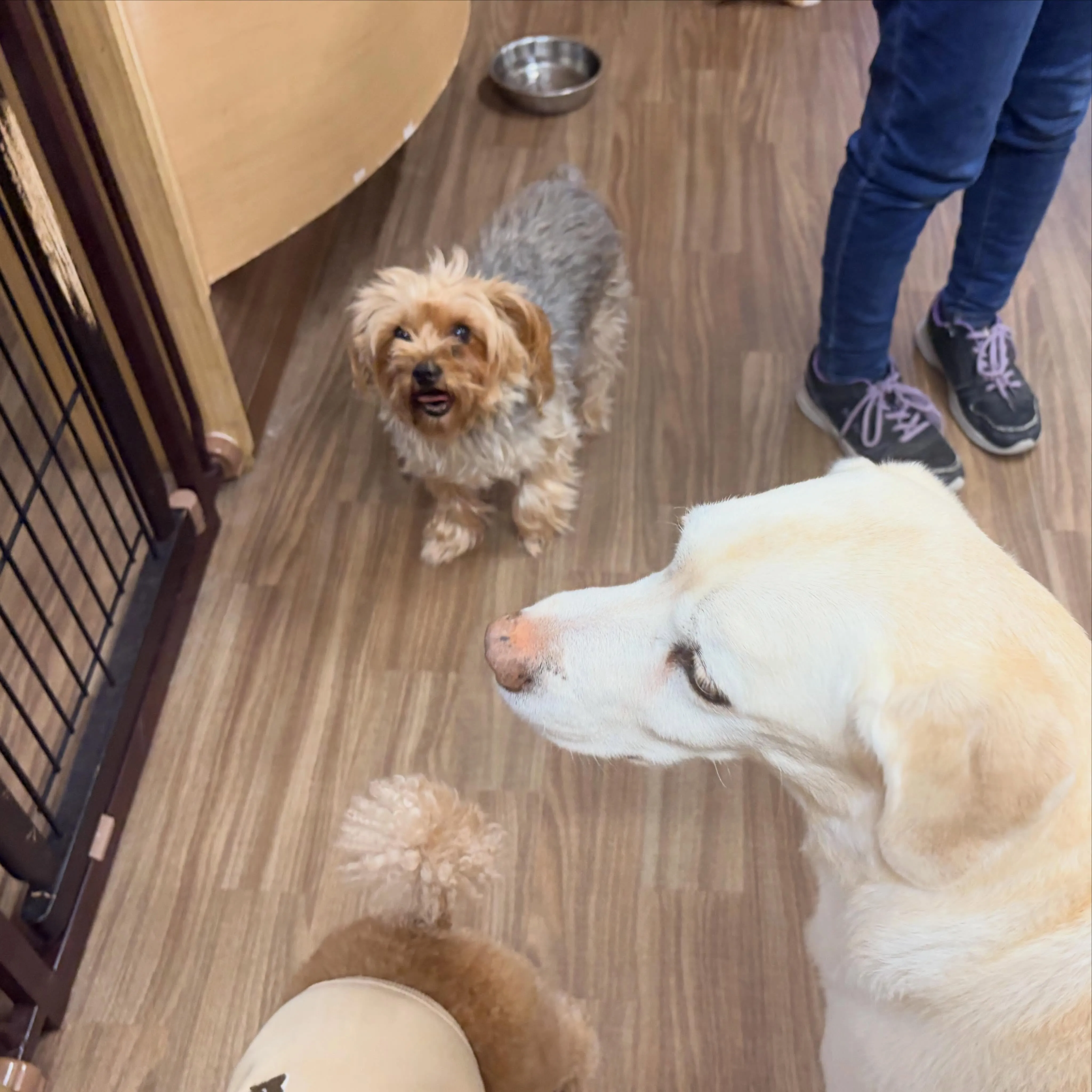 入会してくれたルークくんです☺️