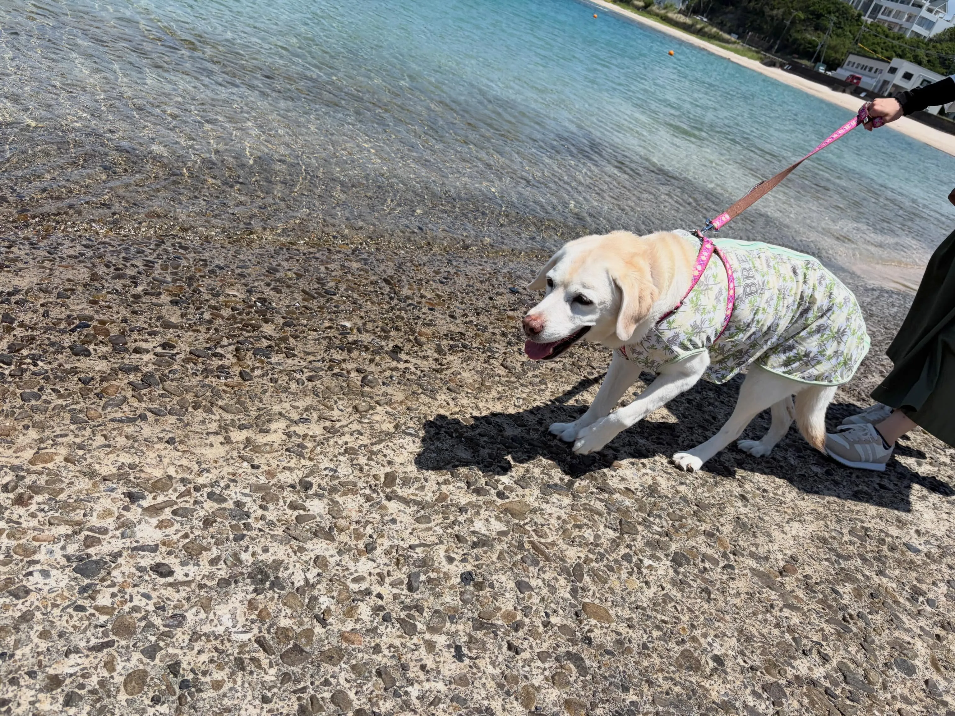先日なつを連れて和歌山に家族旅行に行きまして