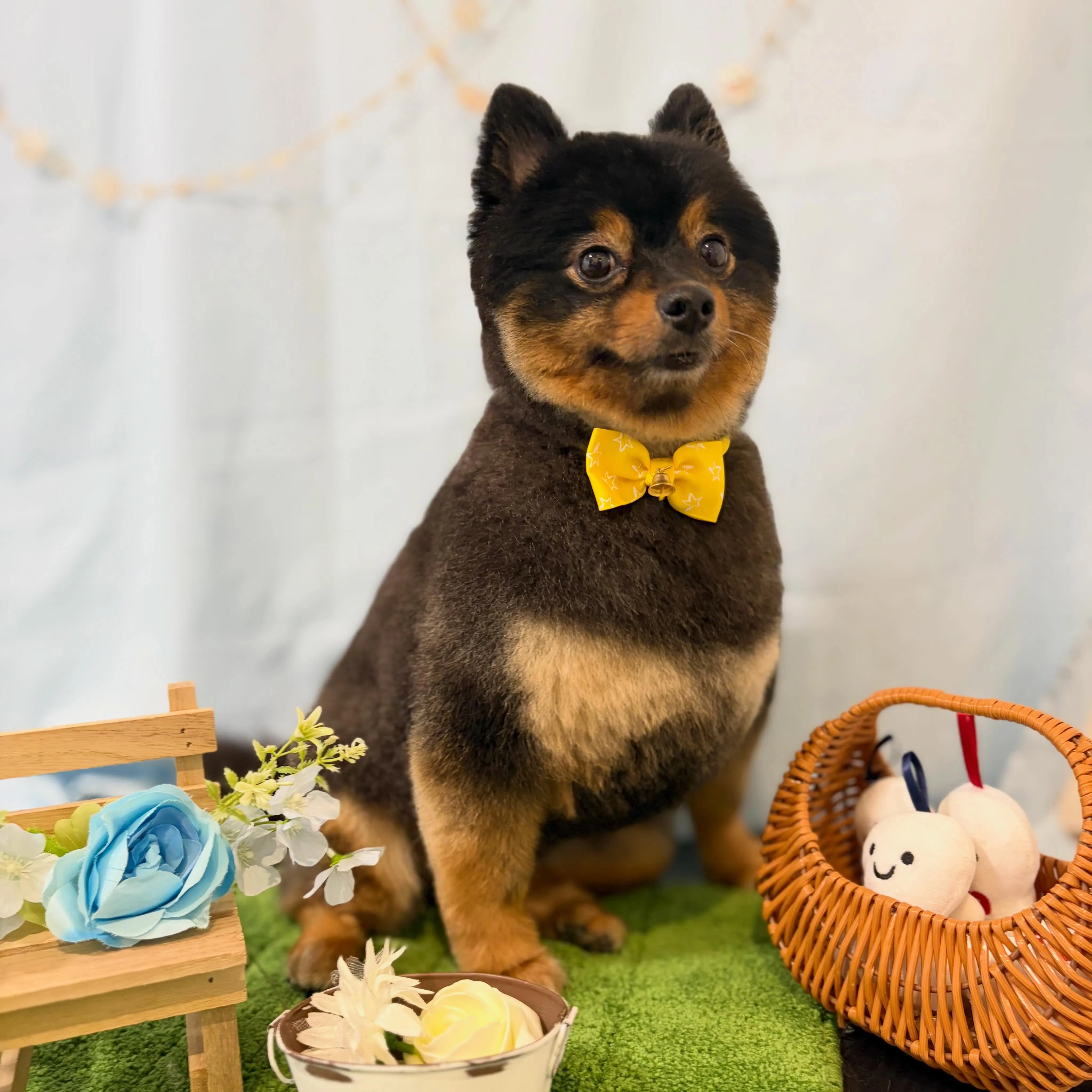 トリミングのセットメニューをご利用頂いたわんこたち🐾
