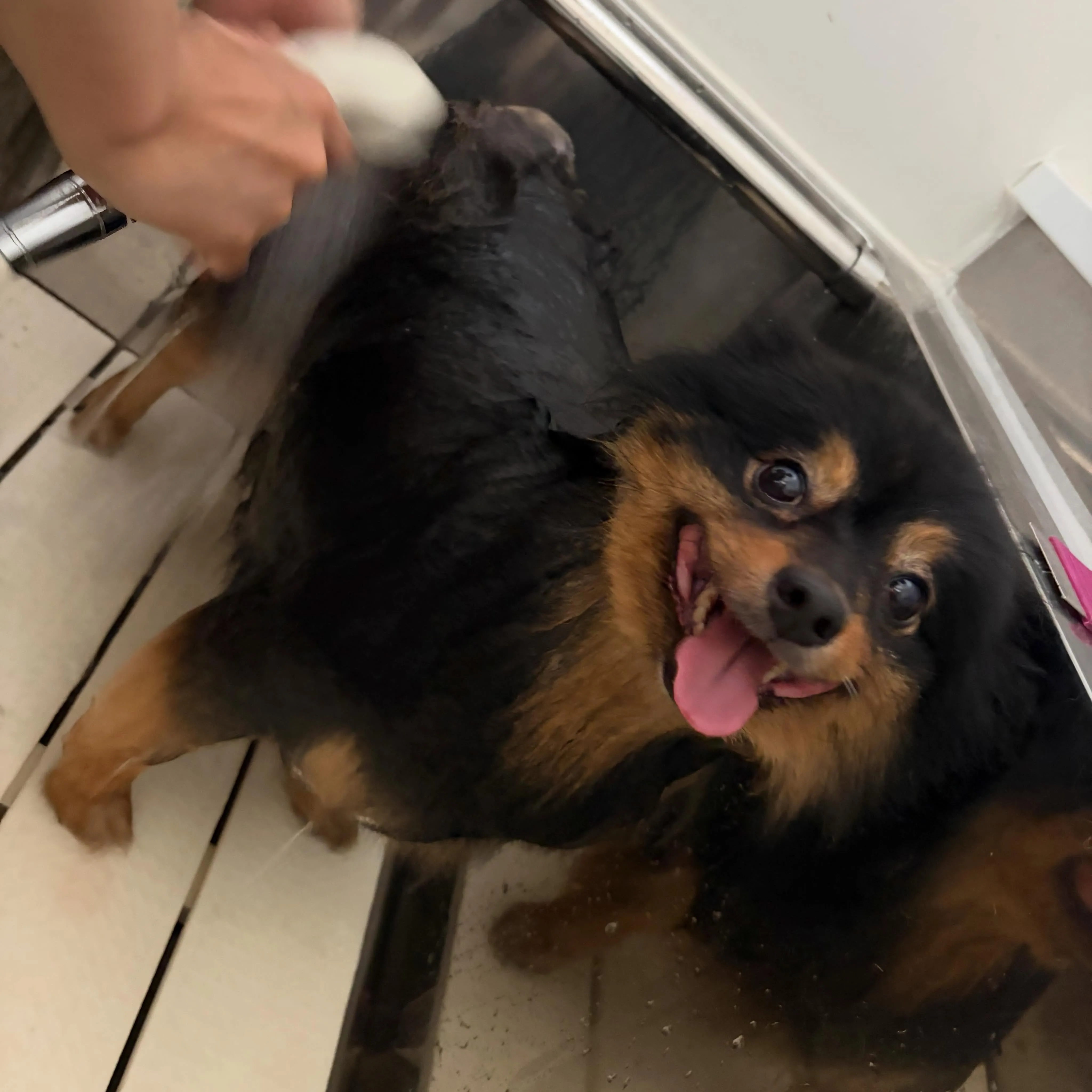 トリミングのセットメニューをご利用頂いたわんこたち🐾