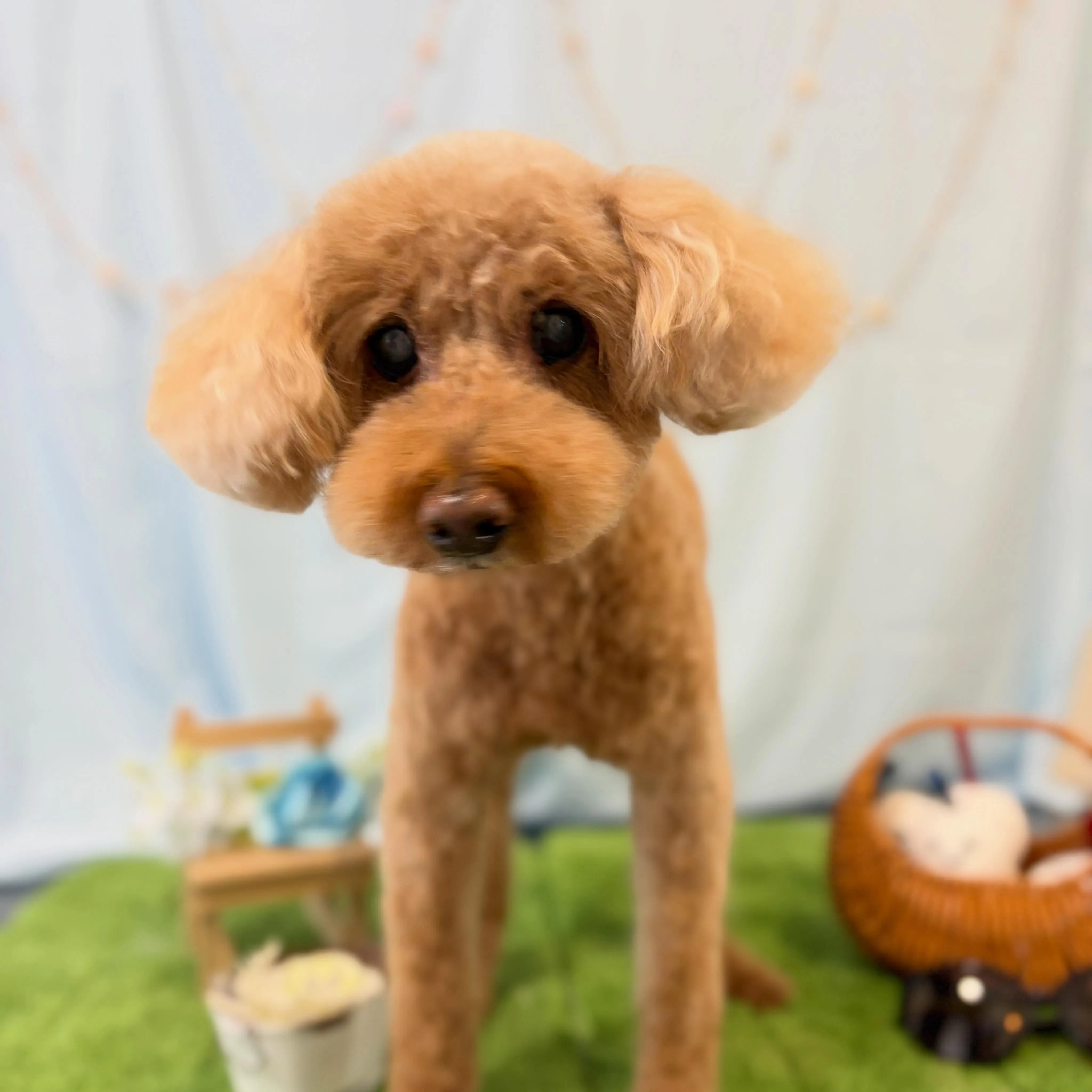 トリミングのセットメニューをご利用頂いたわんこたち🐾